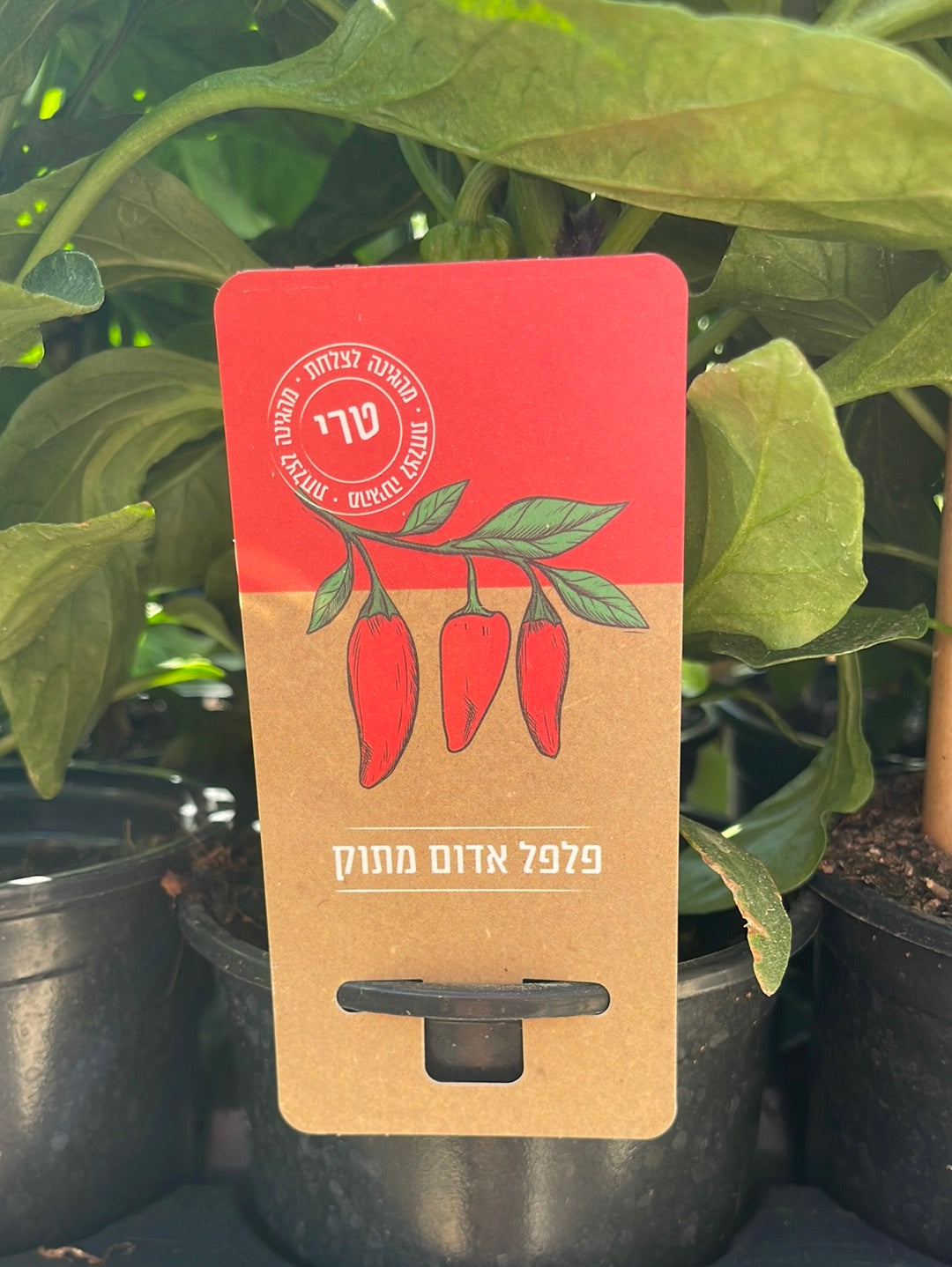 פלפל אדום מתוק