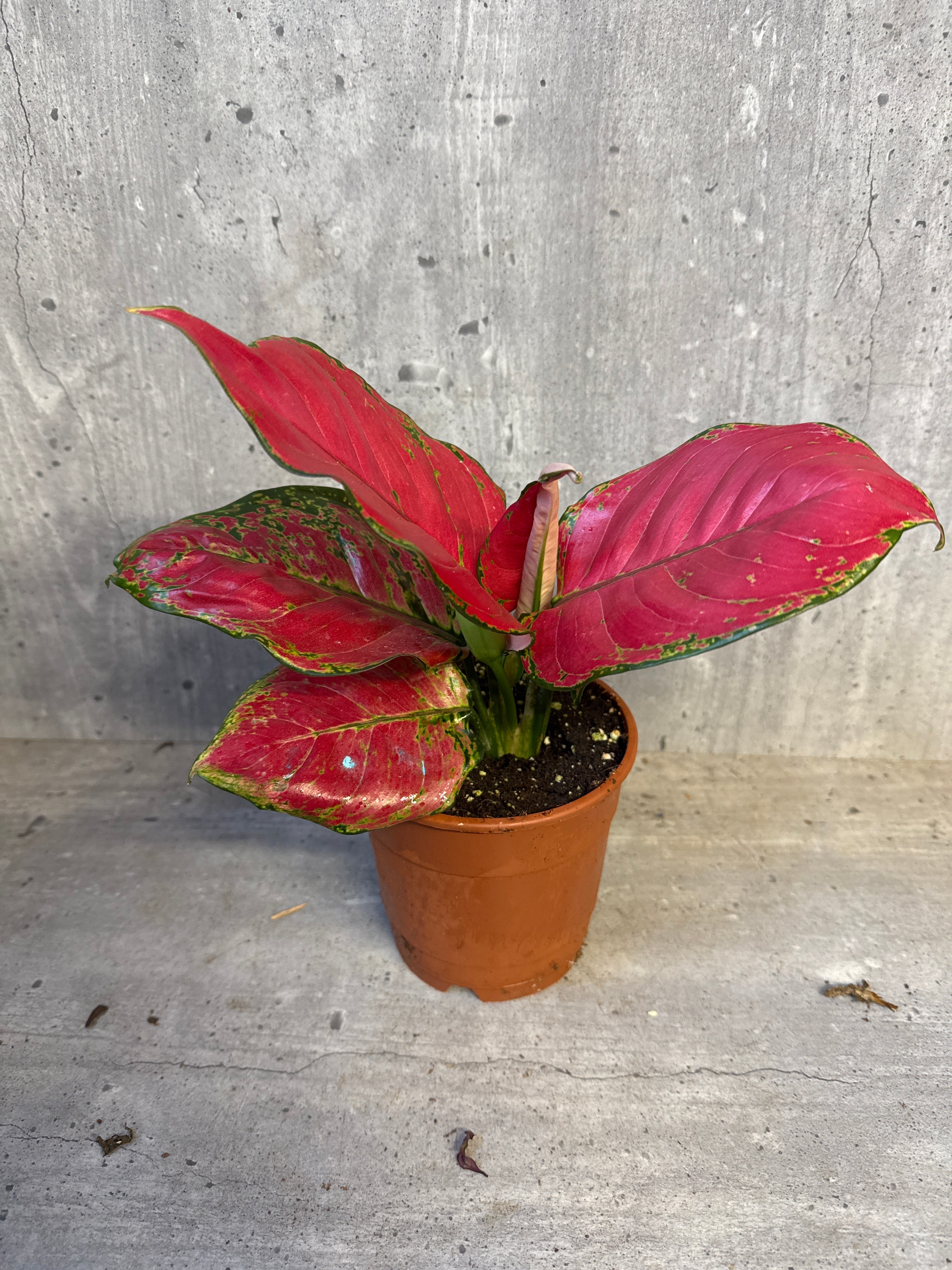 אנגלונמה שרי