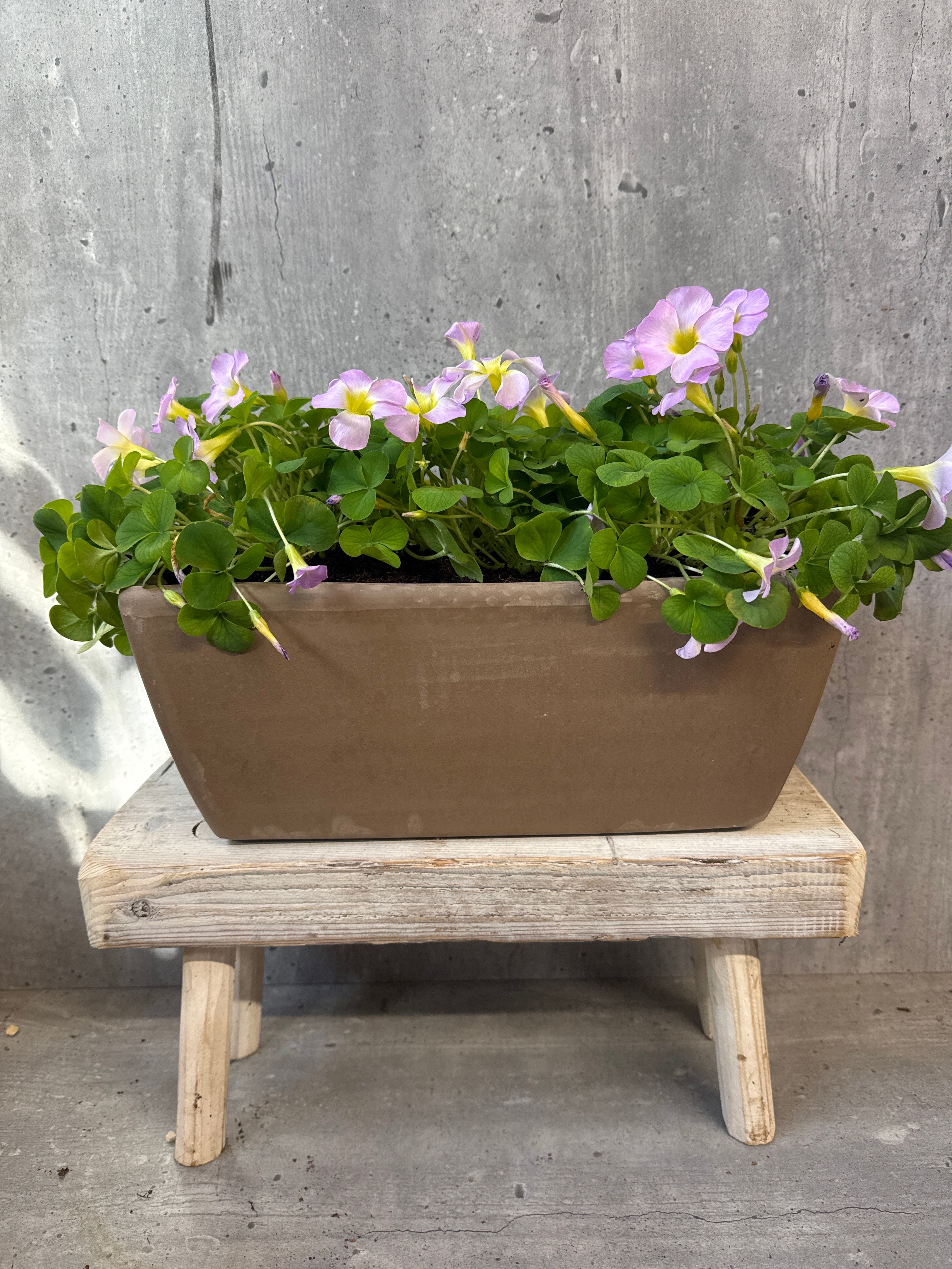 חמציצים באדנית טרקוטה