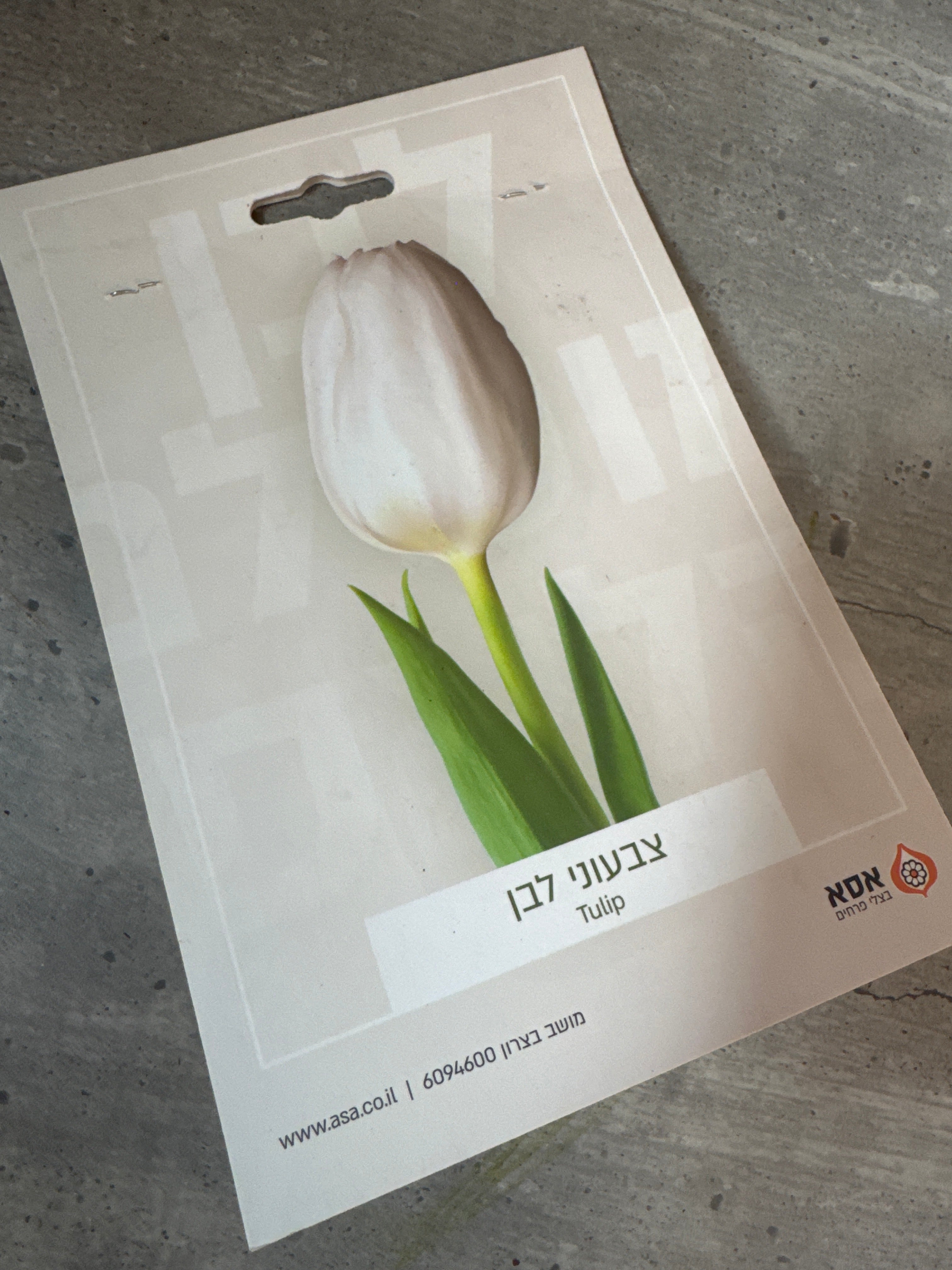 פקעות צבעוני לבן