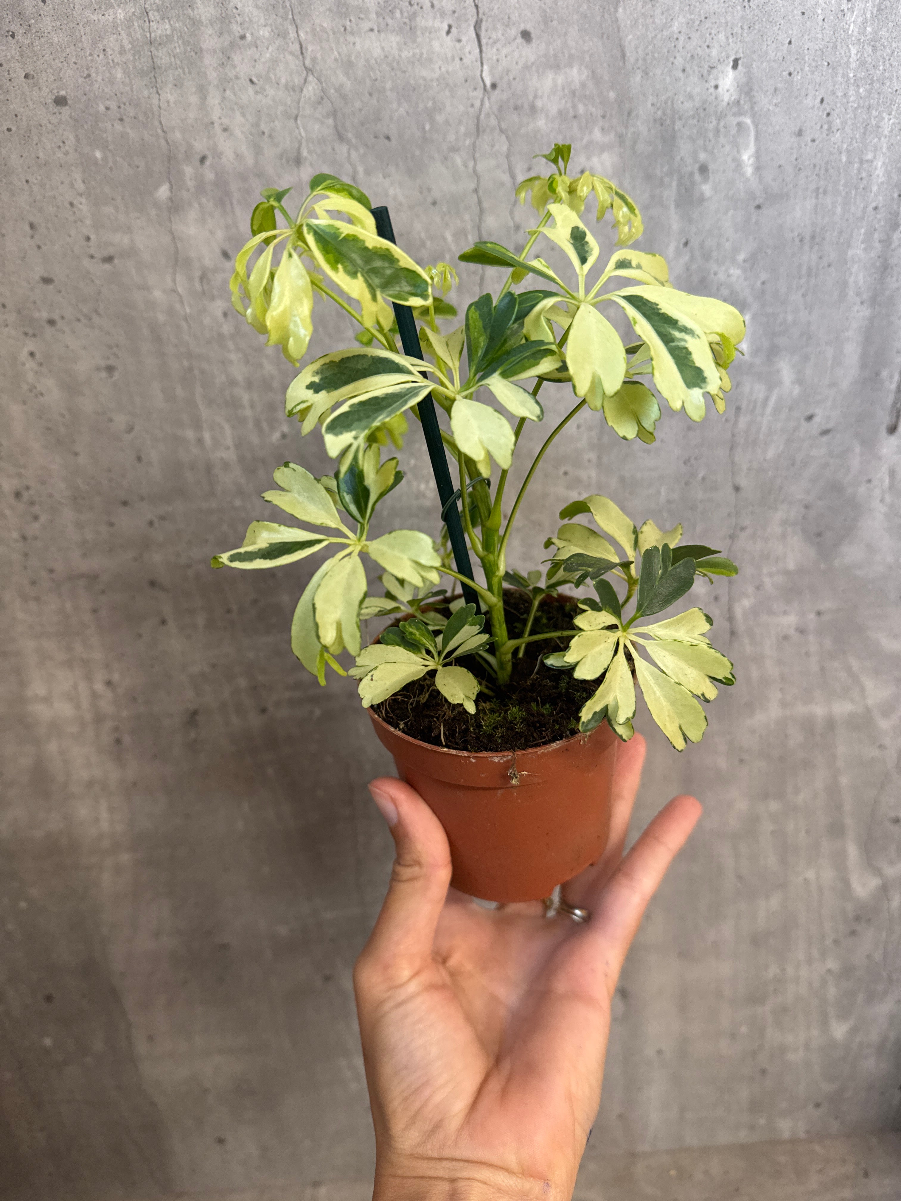 שפלרה מגוונת