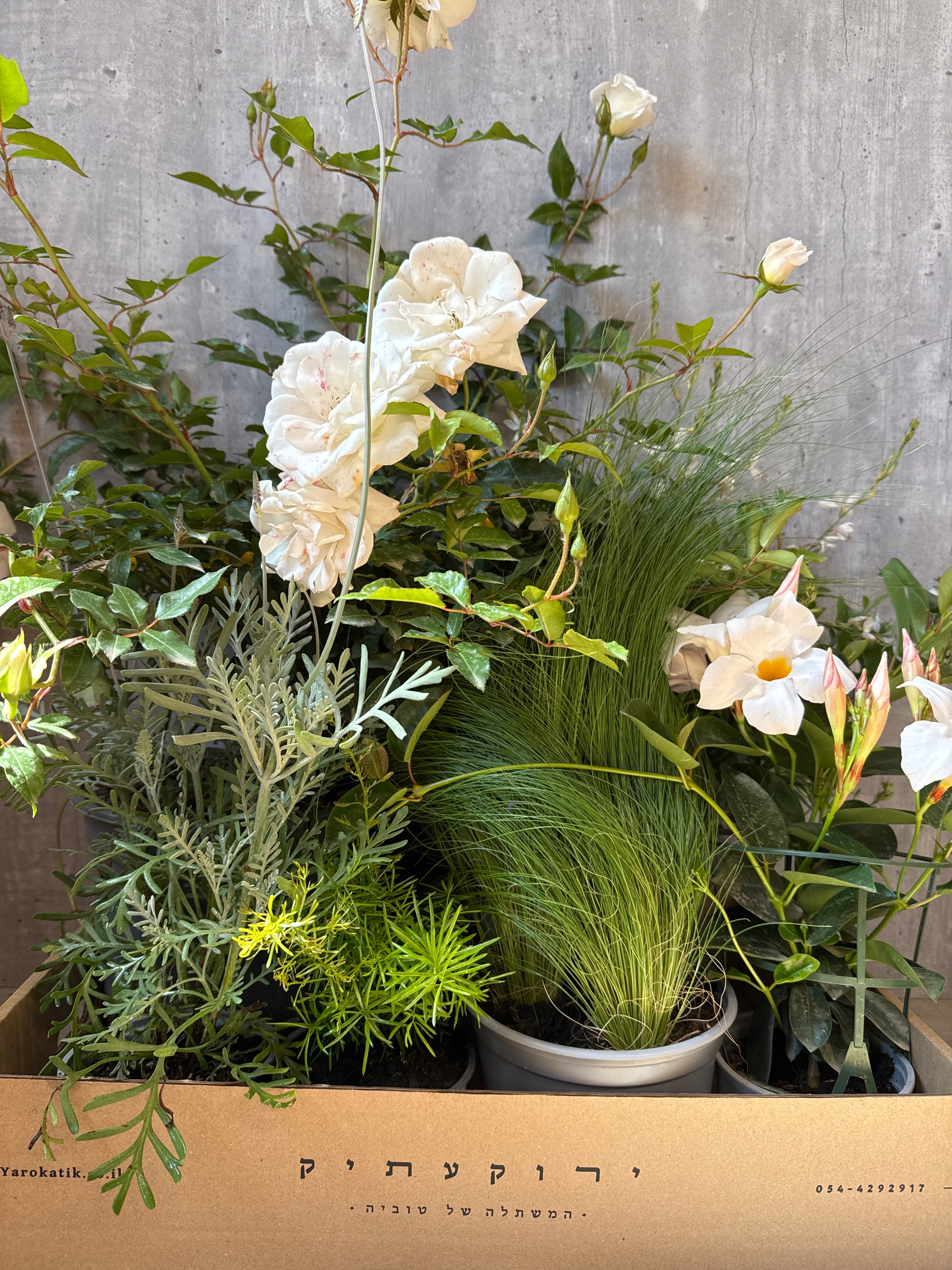 מארז צמחים למרפסת שמש- וויב טוסקנה