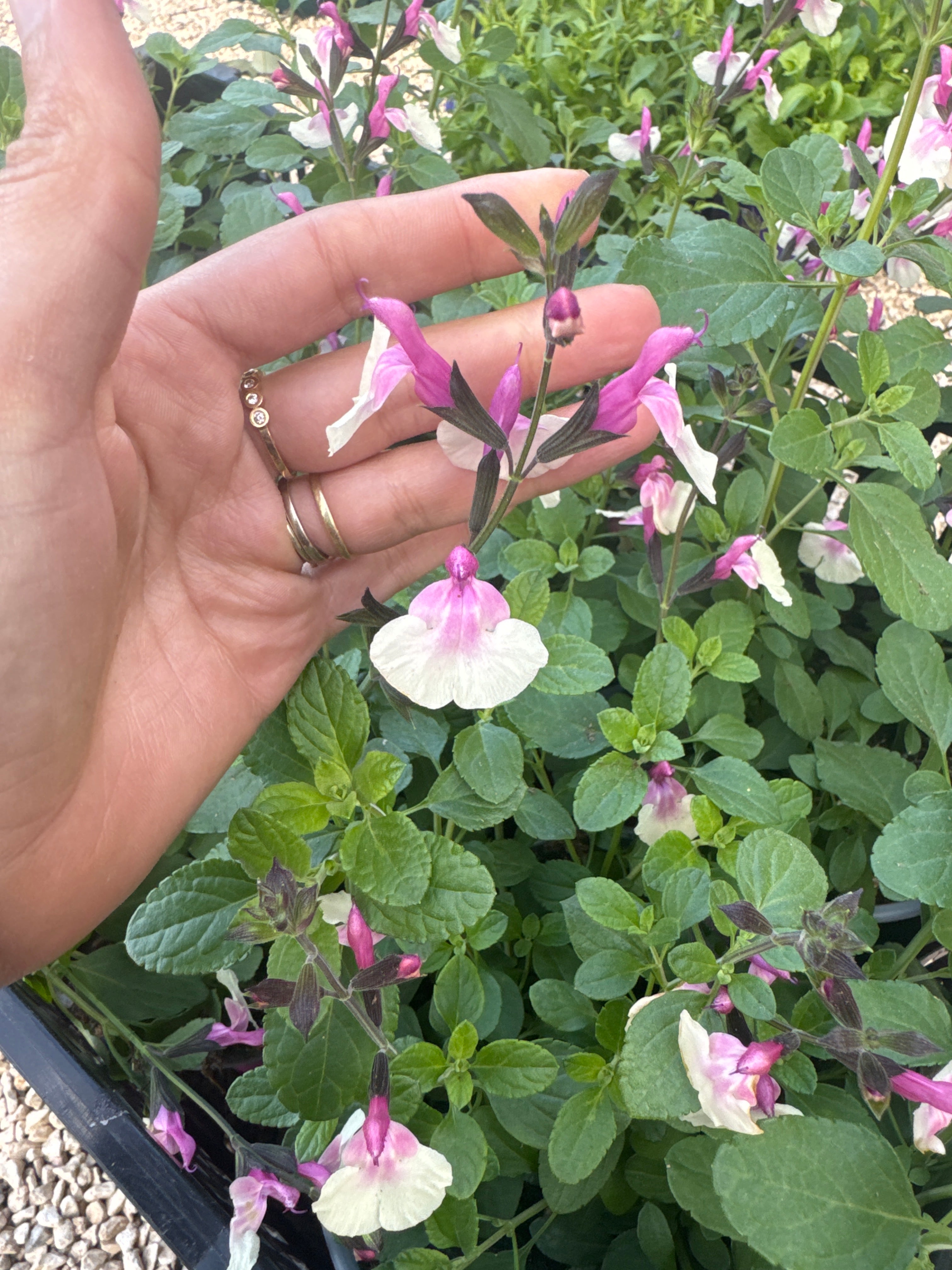 מרווה raspbery malba