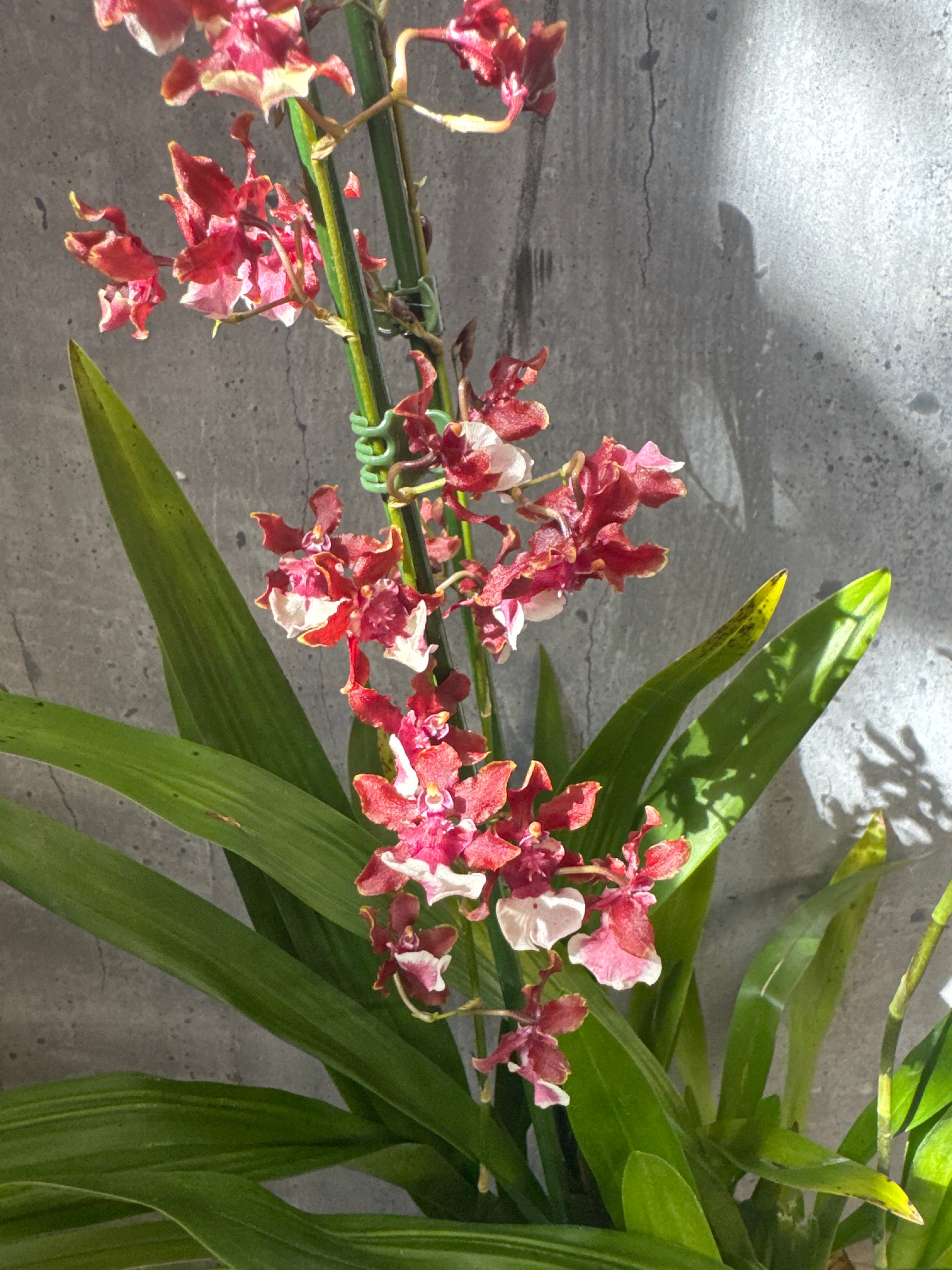 סחלב אונציודיום 2 ענפים