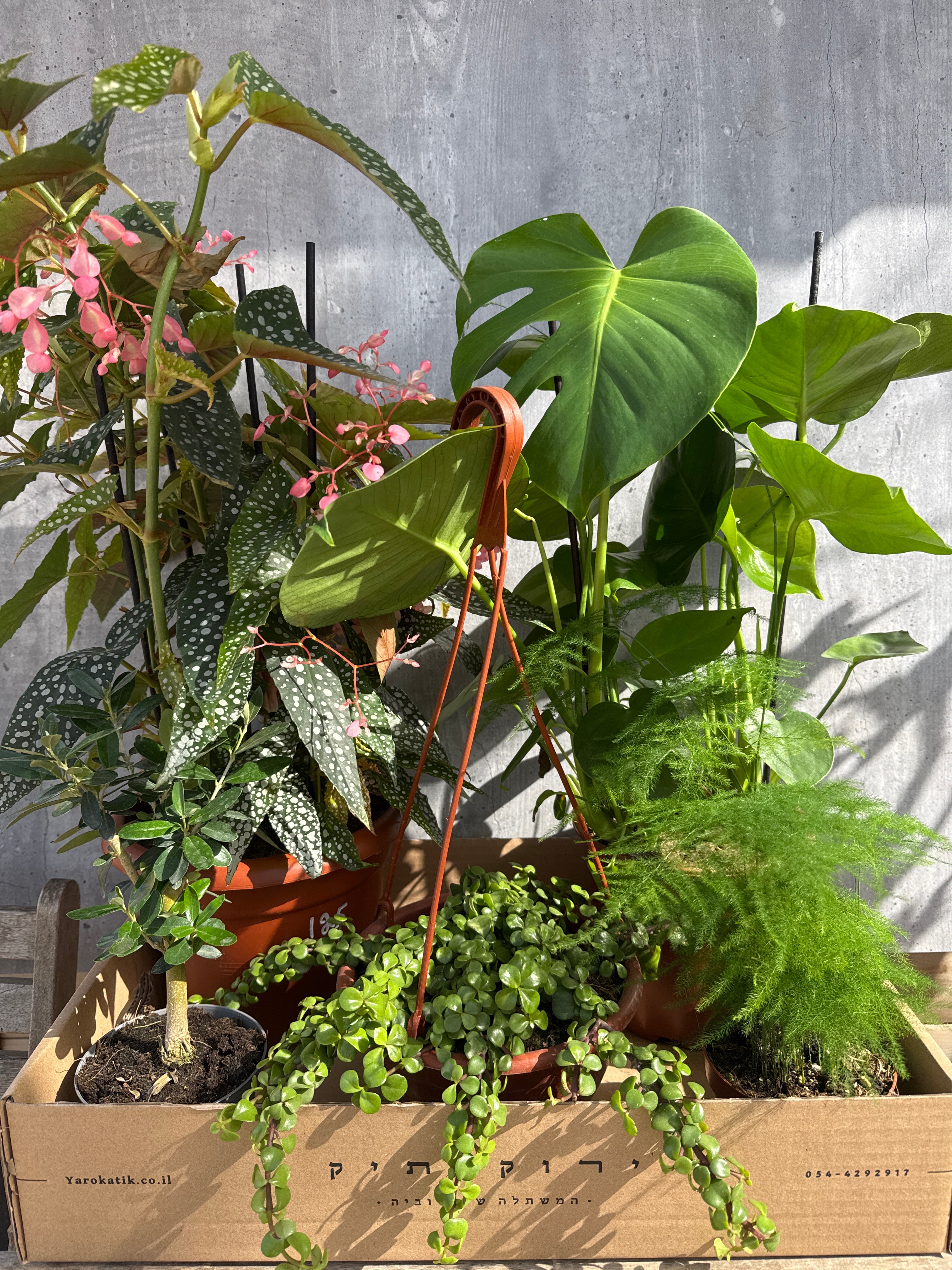 מארז צמחים למרפסת מוארת