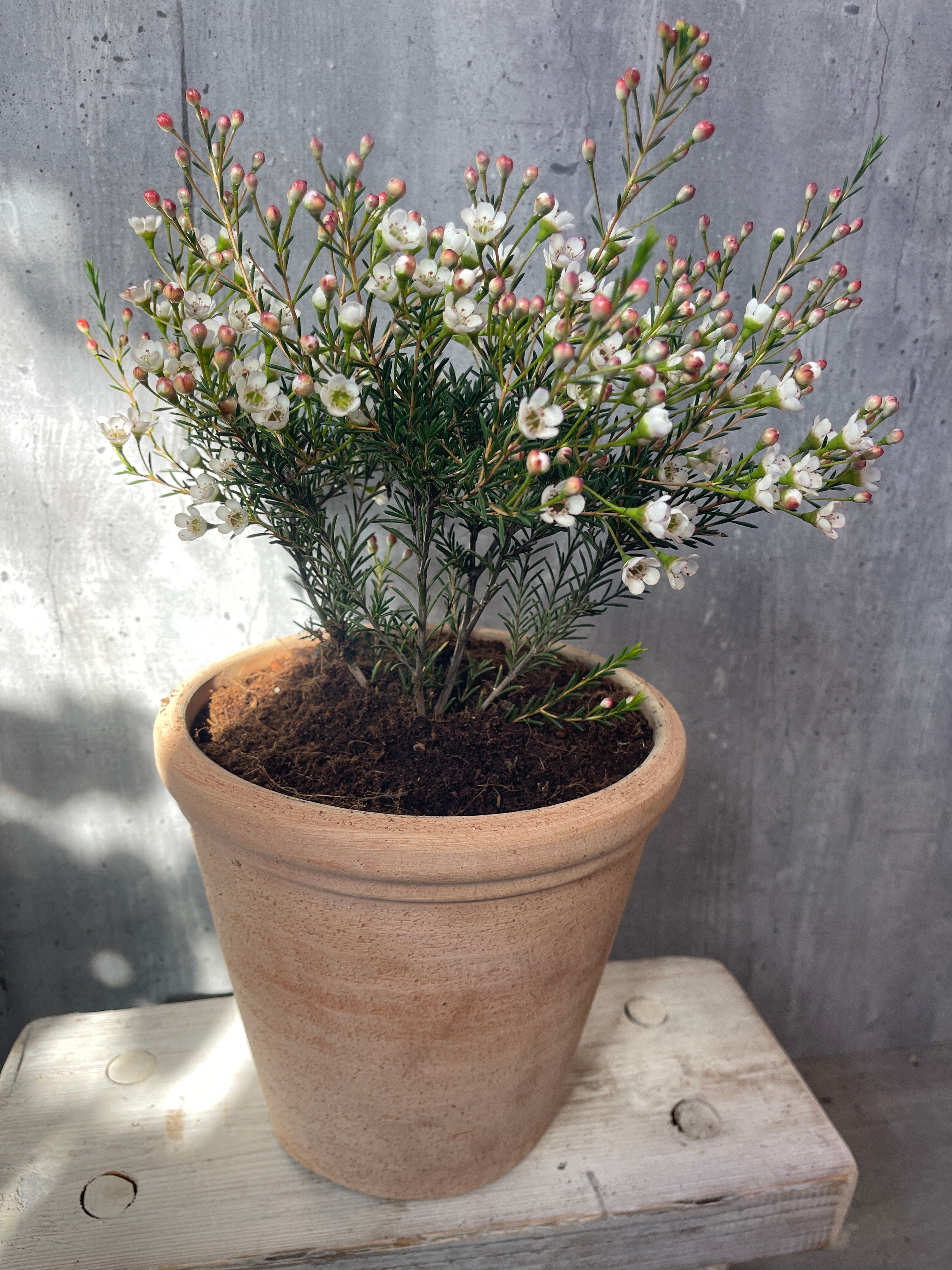 פרח השעווה בכלי טרקוטה