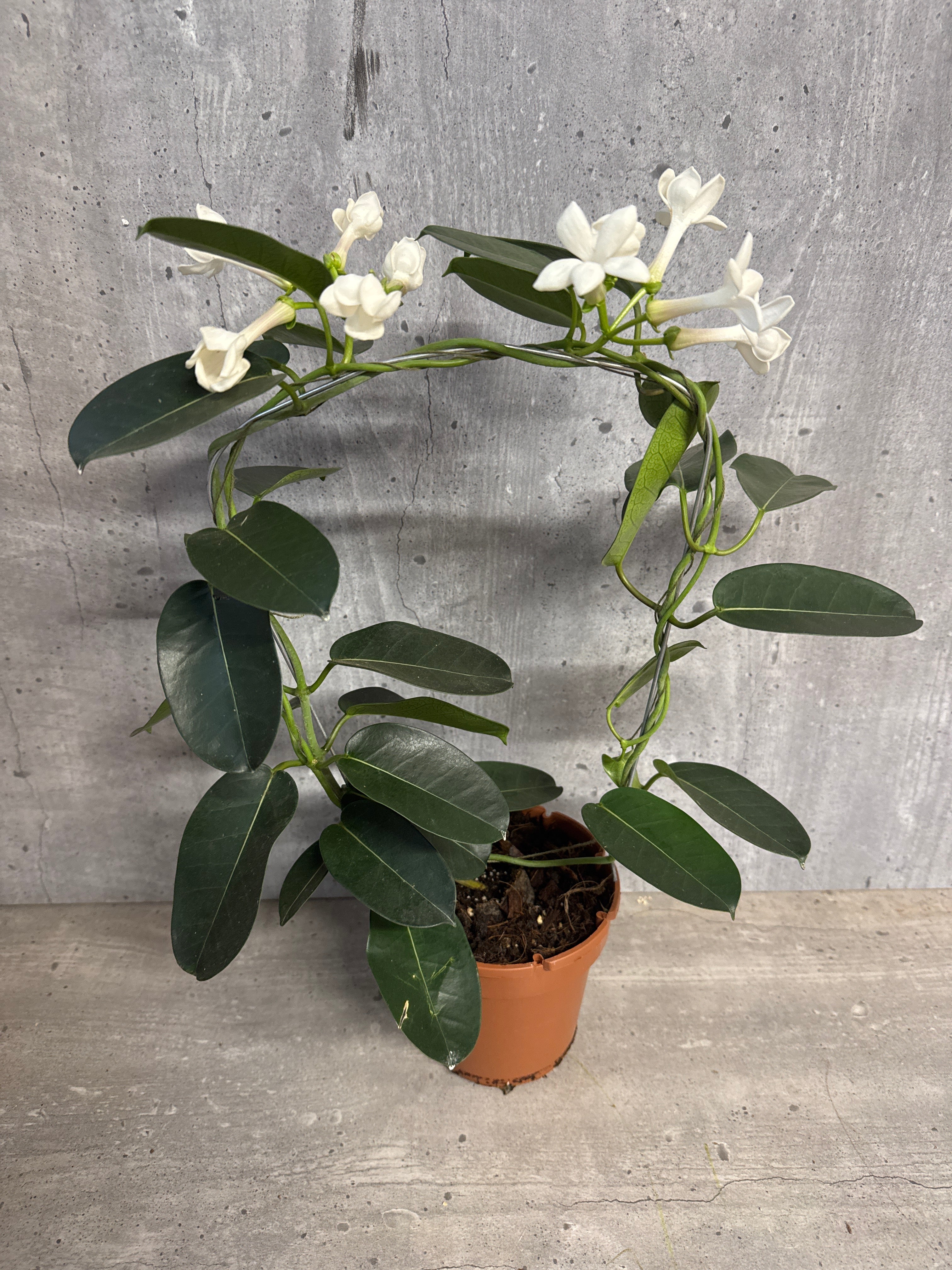 סטפנוטיס יסמיני רב פרחים