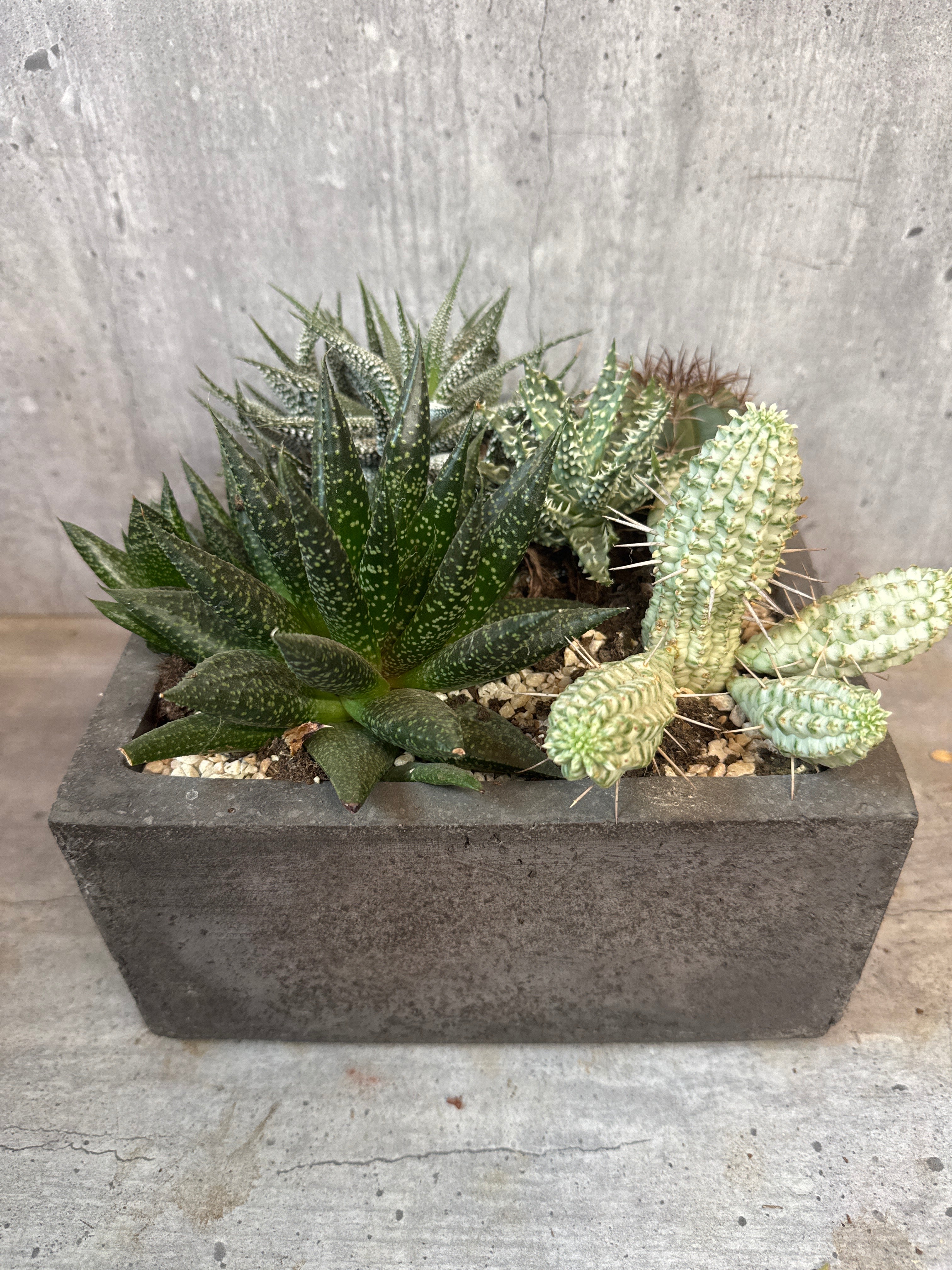 Concrete Succulents
