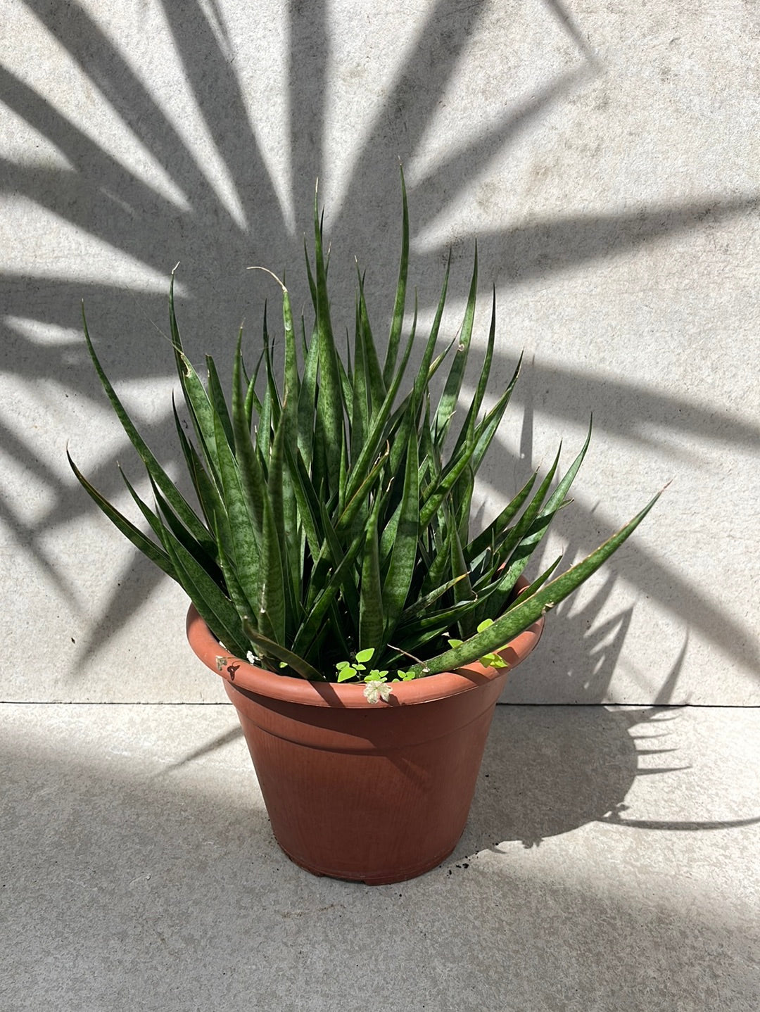 סנסיווריה קירקי