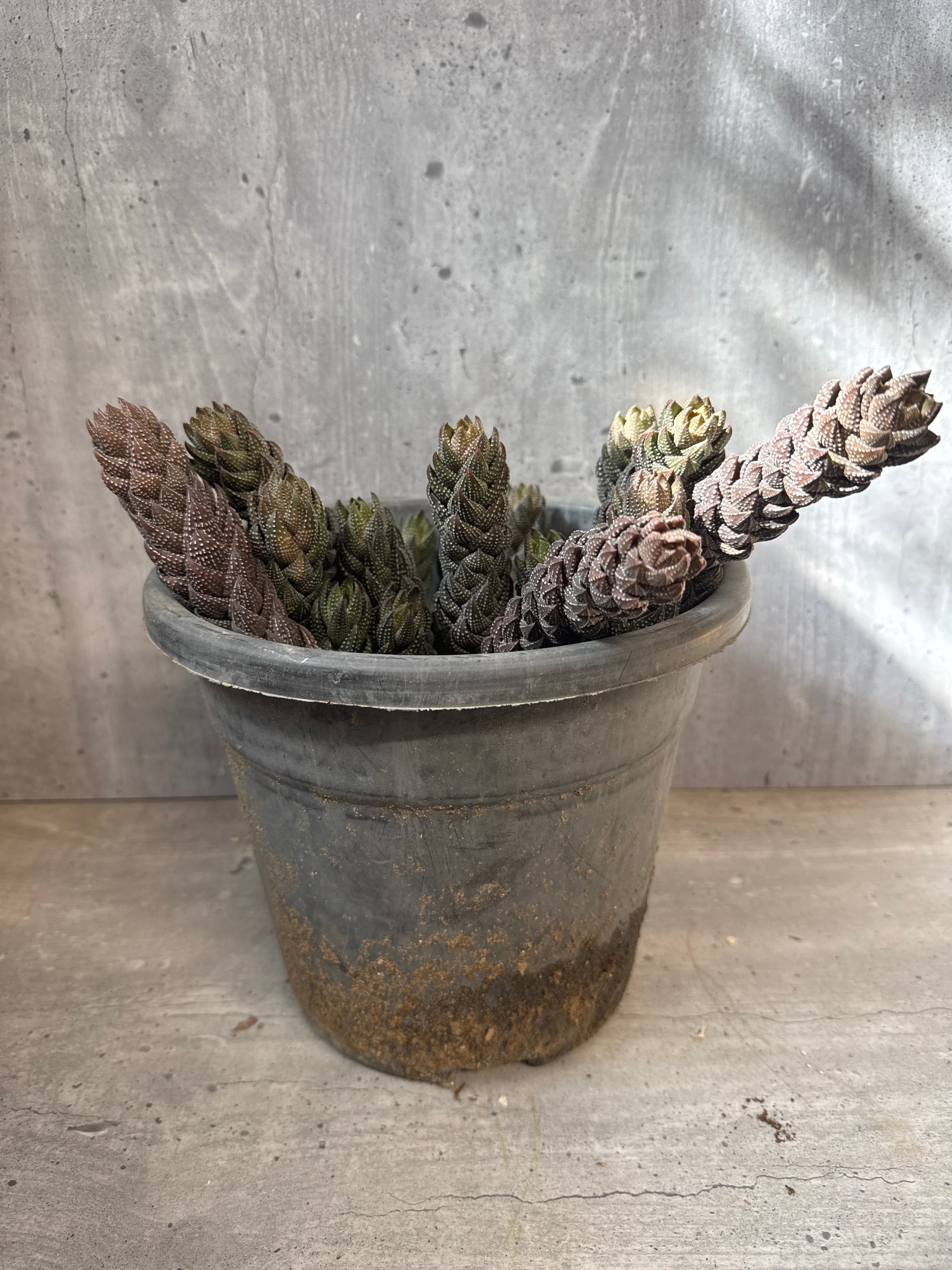 הוורטיה רינוורטדי