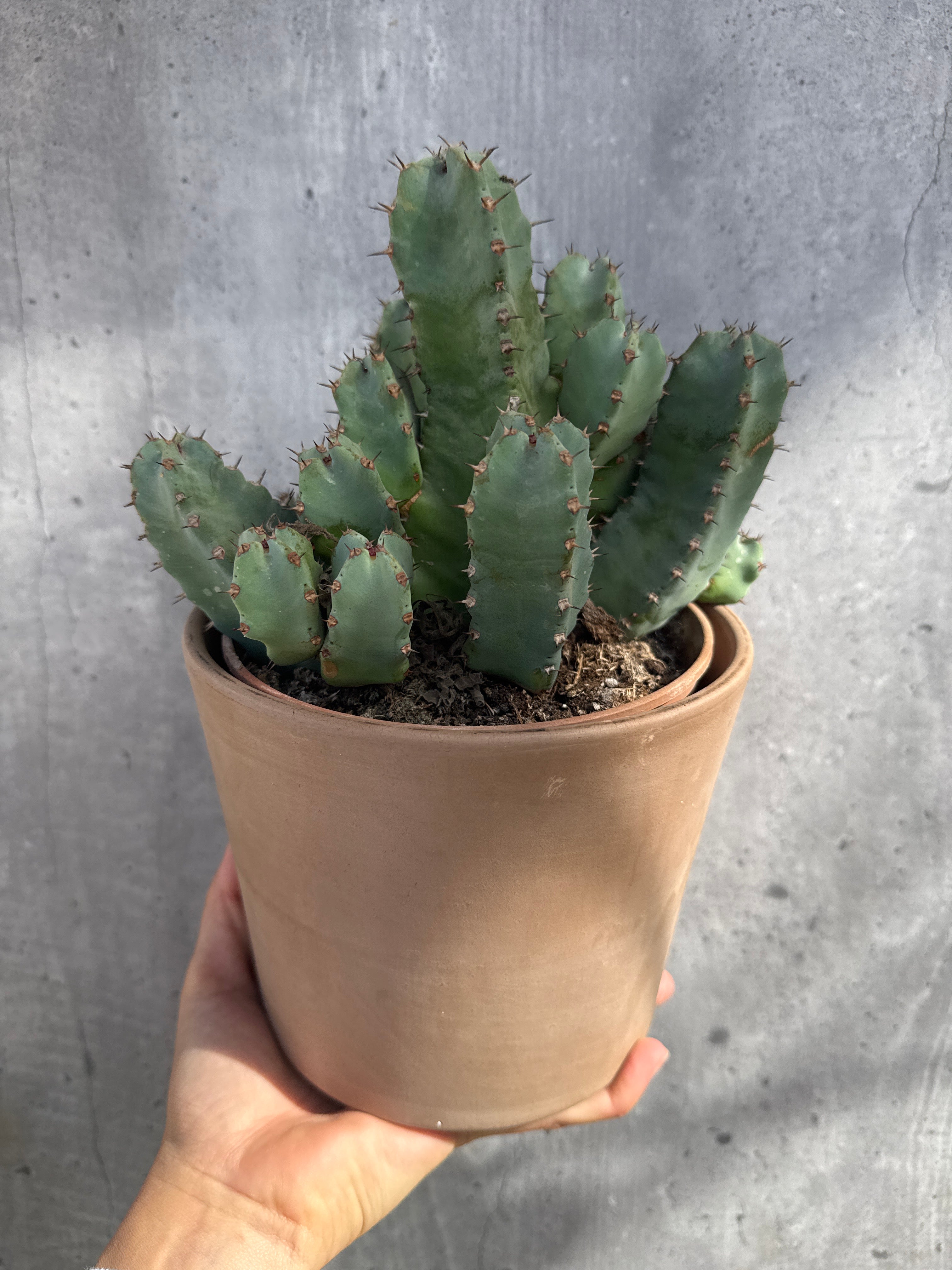 מארז צמחי בית מיוחדים