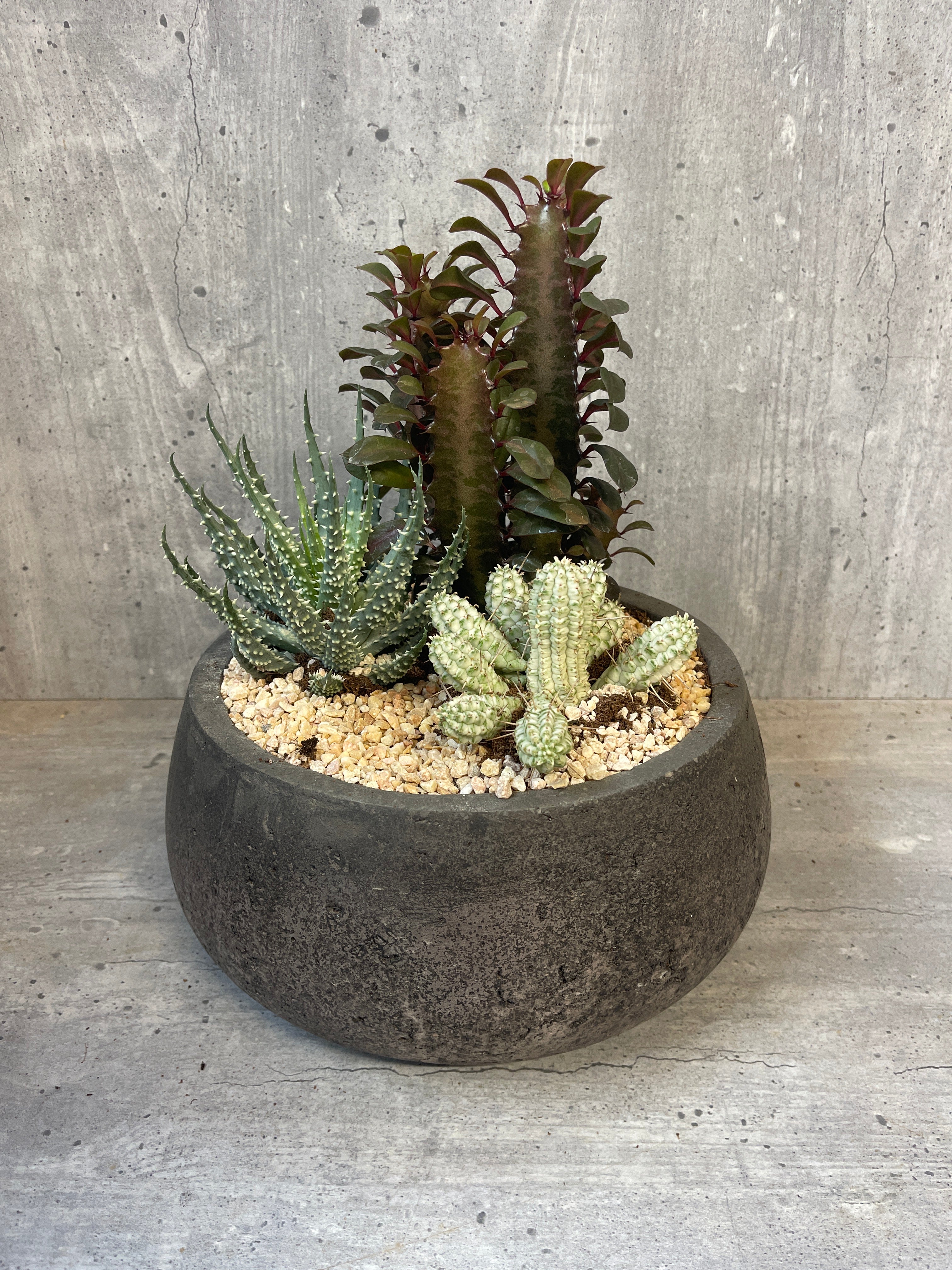 קערת סוקולנטים מעוצבת