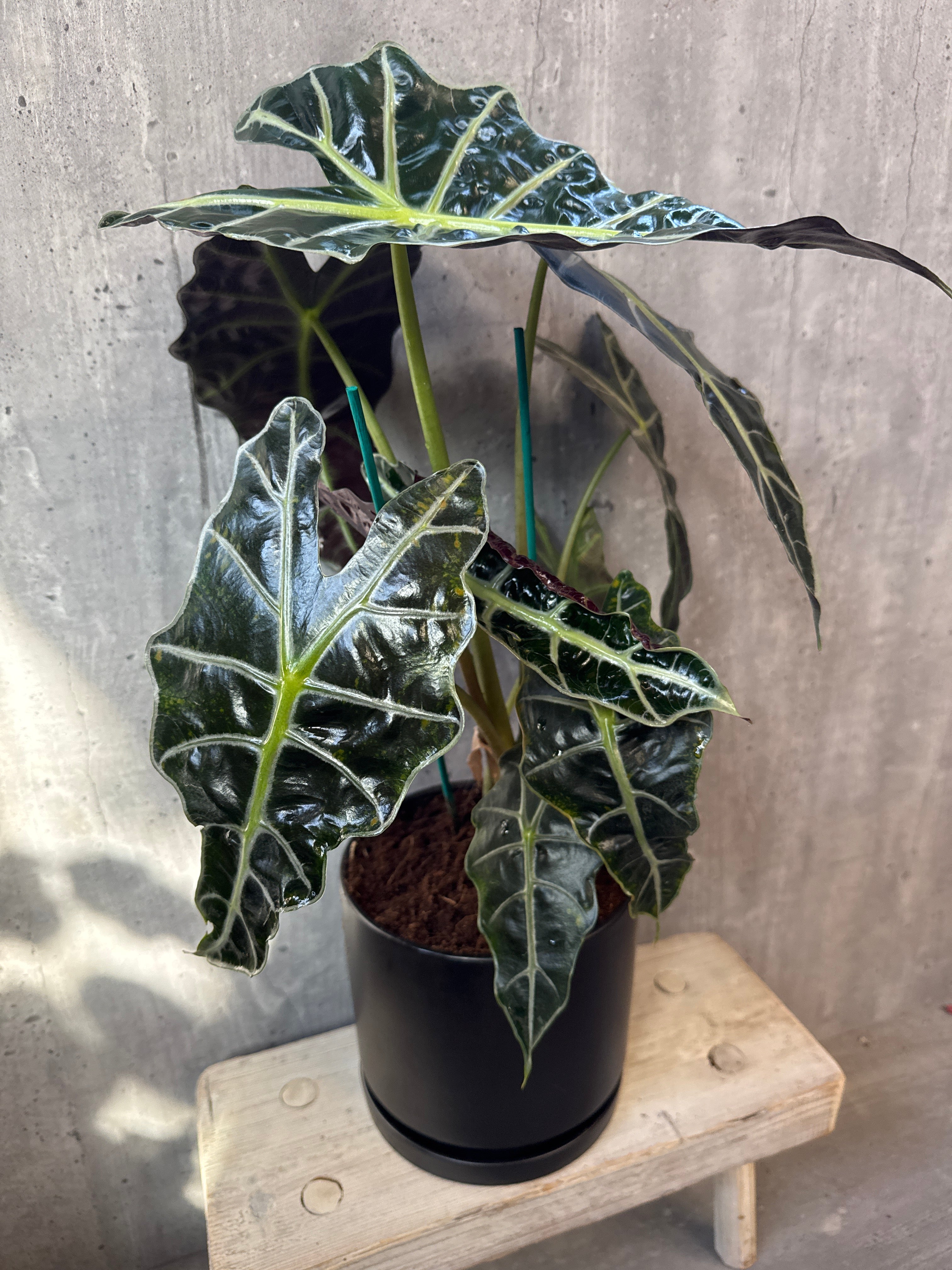 אלוקסיה בקרמיקה שחורה