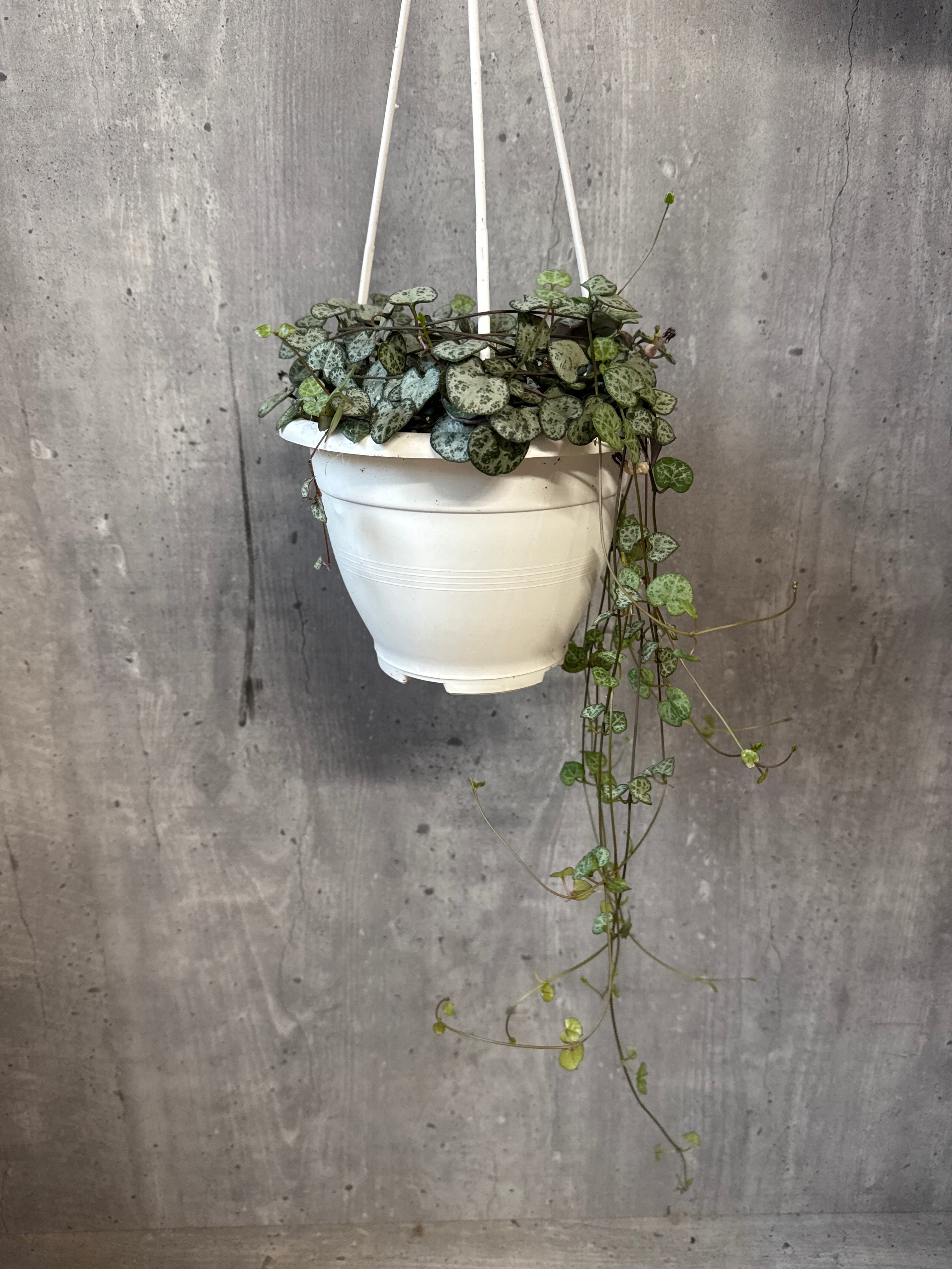 שעוונית זוחלת