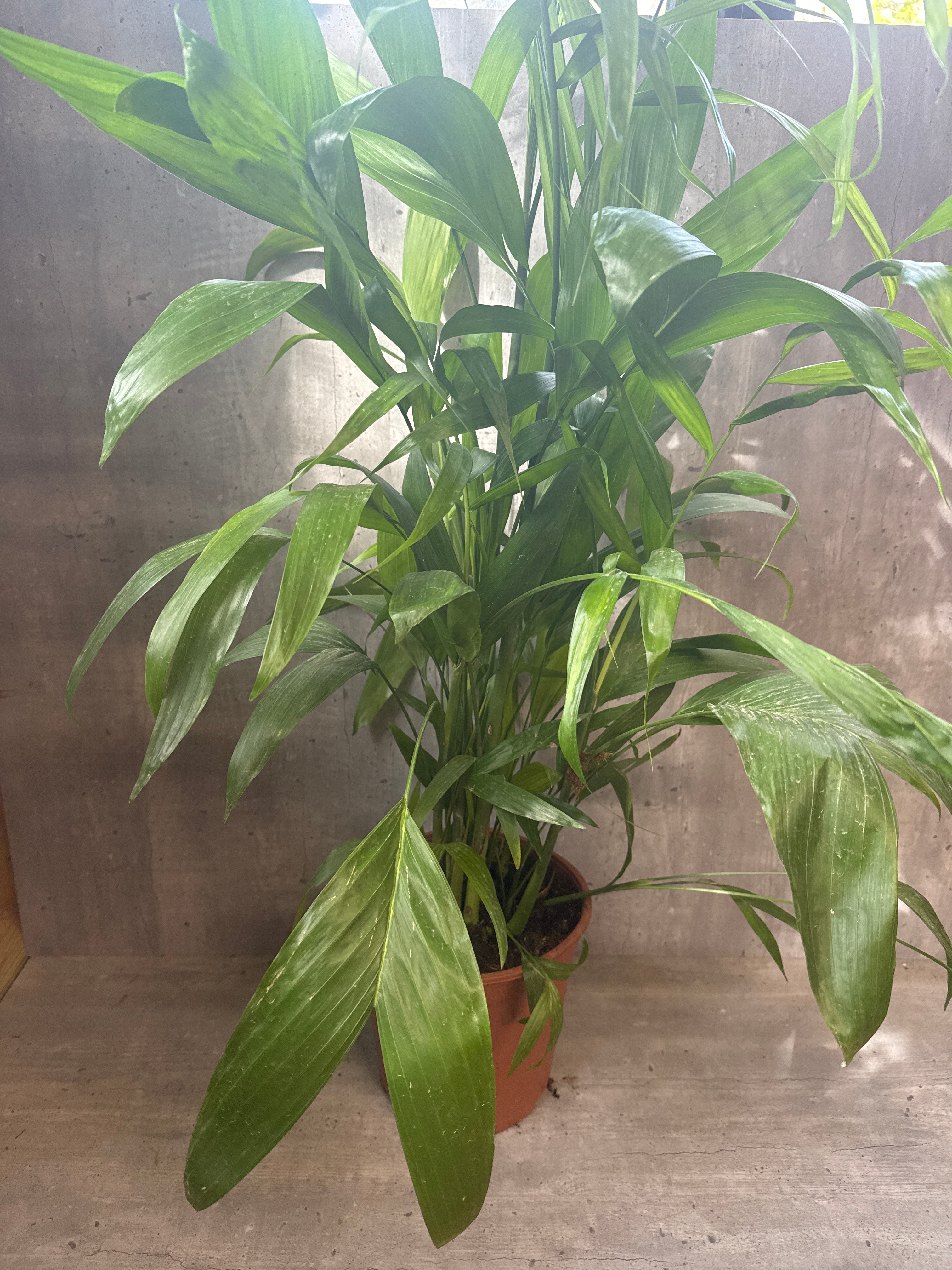 דקל שיפריצי