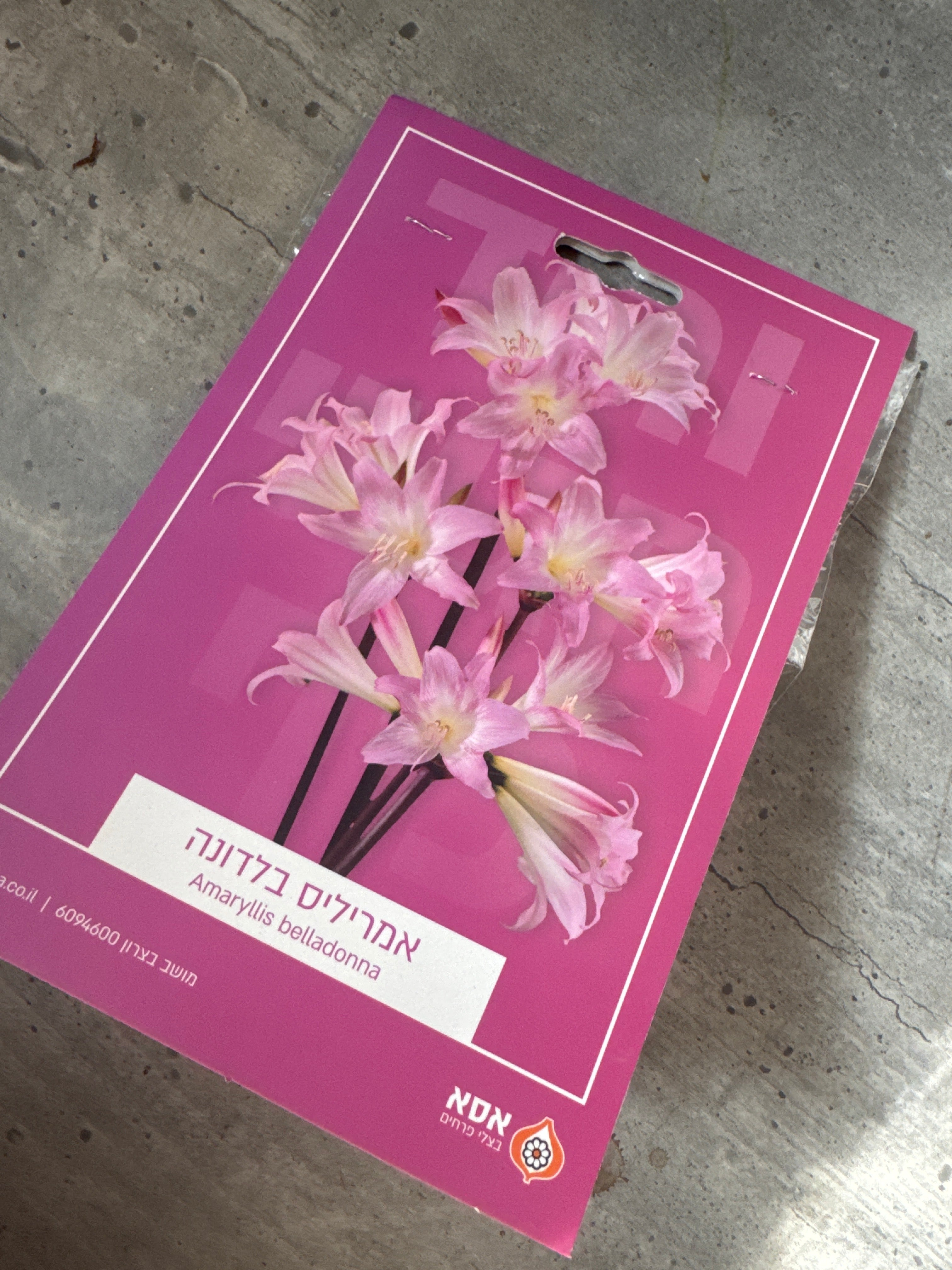 פקעות אמריליס בלדונה