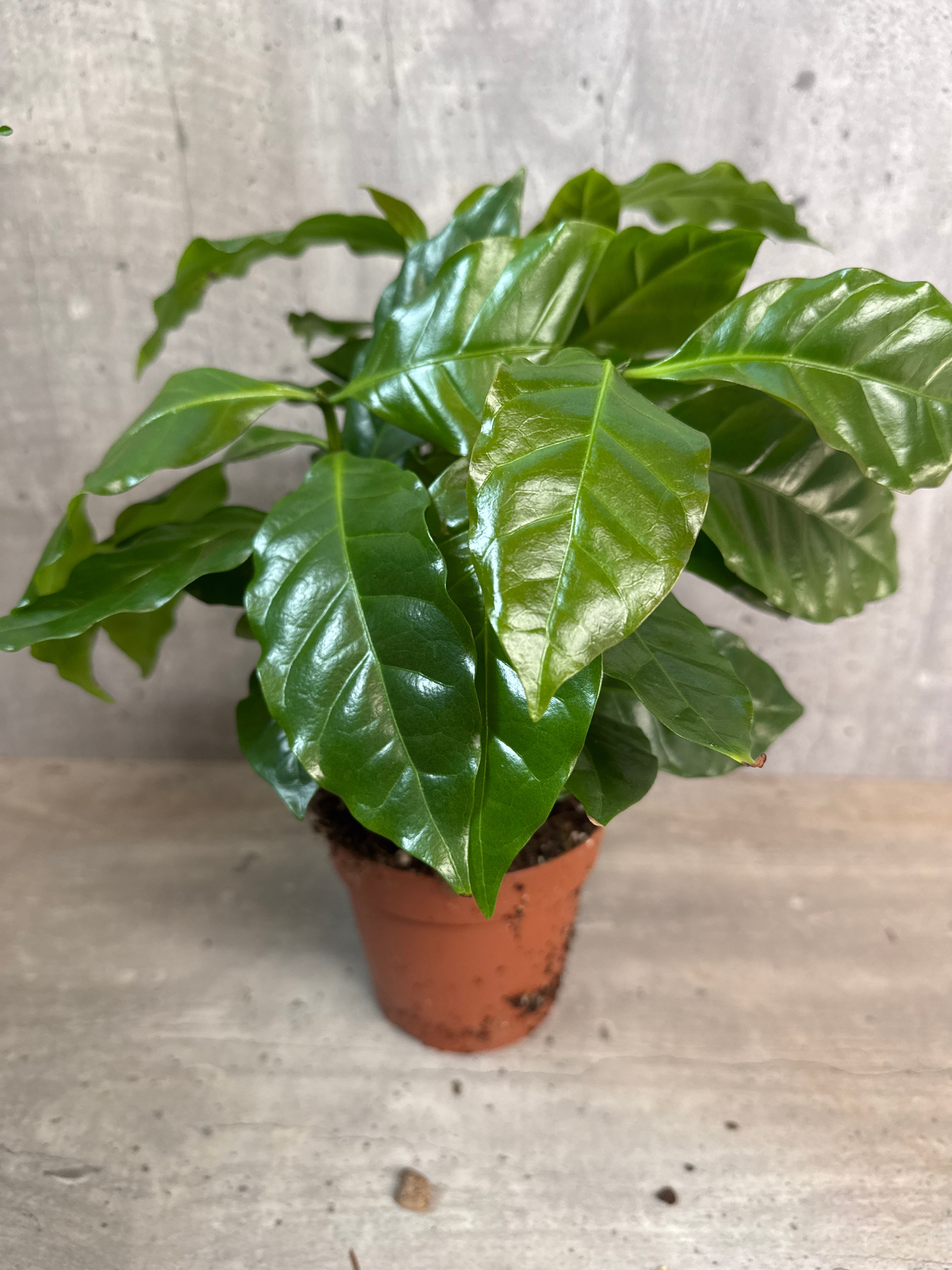 מארז צמחים לבית מואר