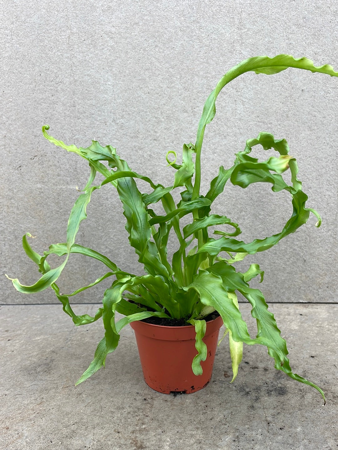 שרך קן לציפור קריספי- ייבוא