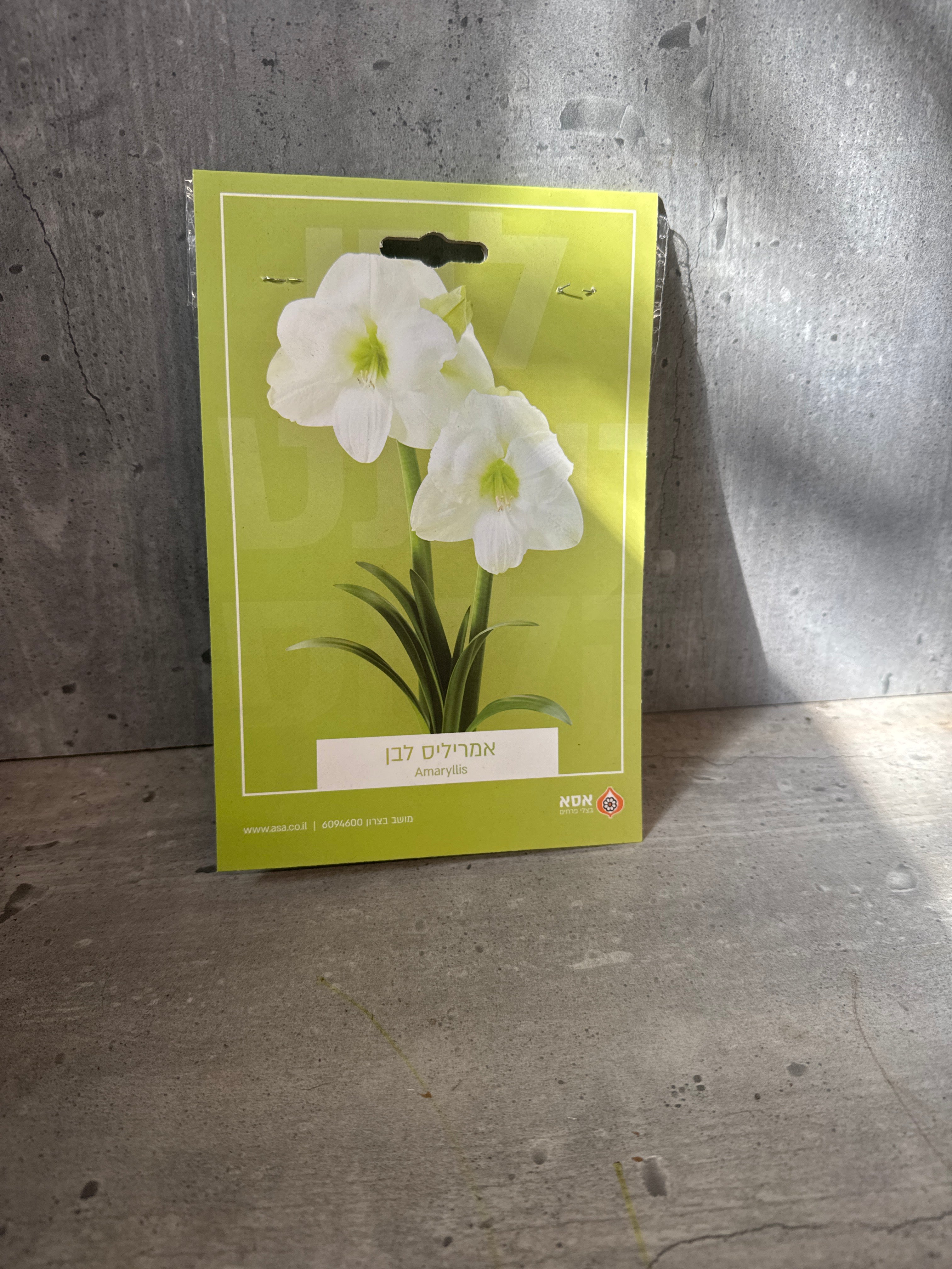 פקעות אמרליס לבן