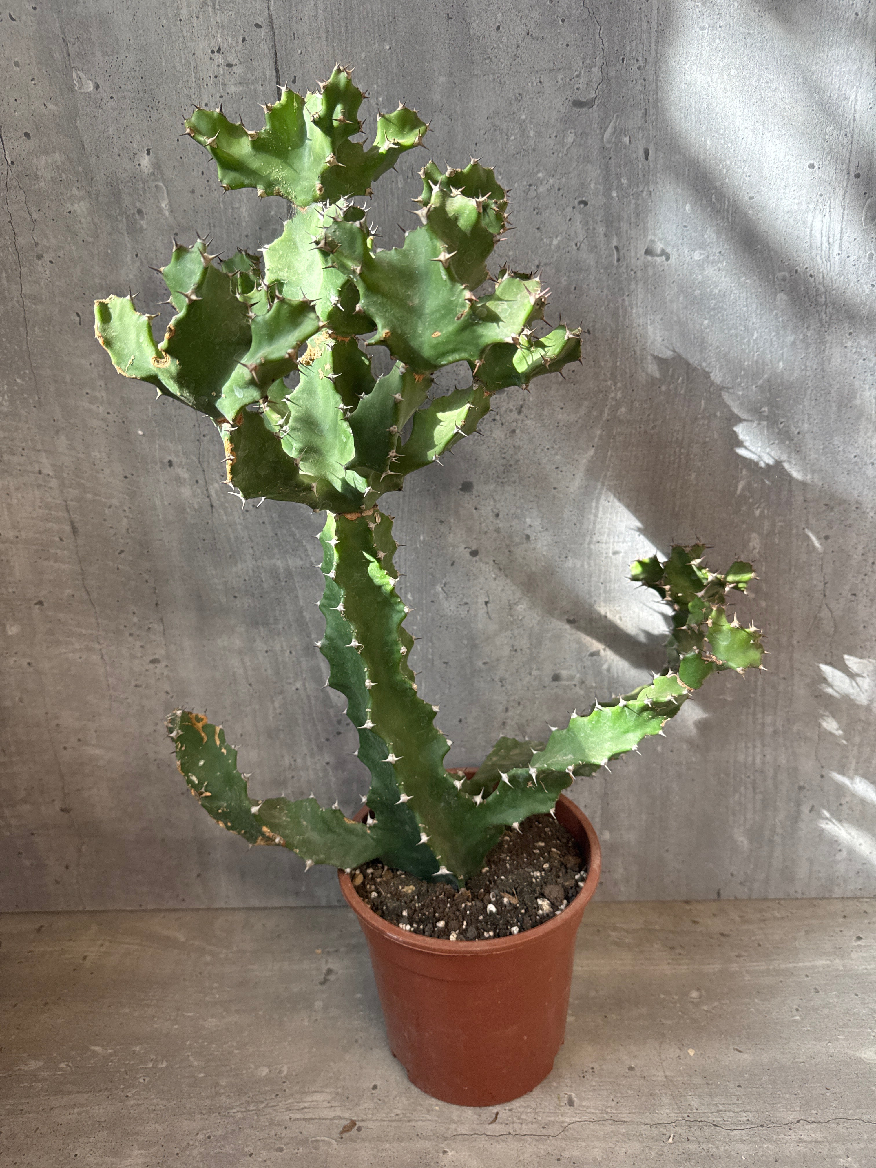 חלבלוב ספירלי