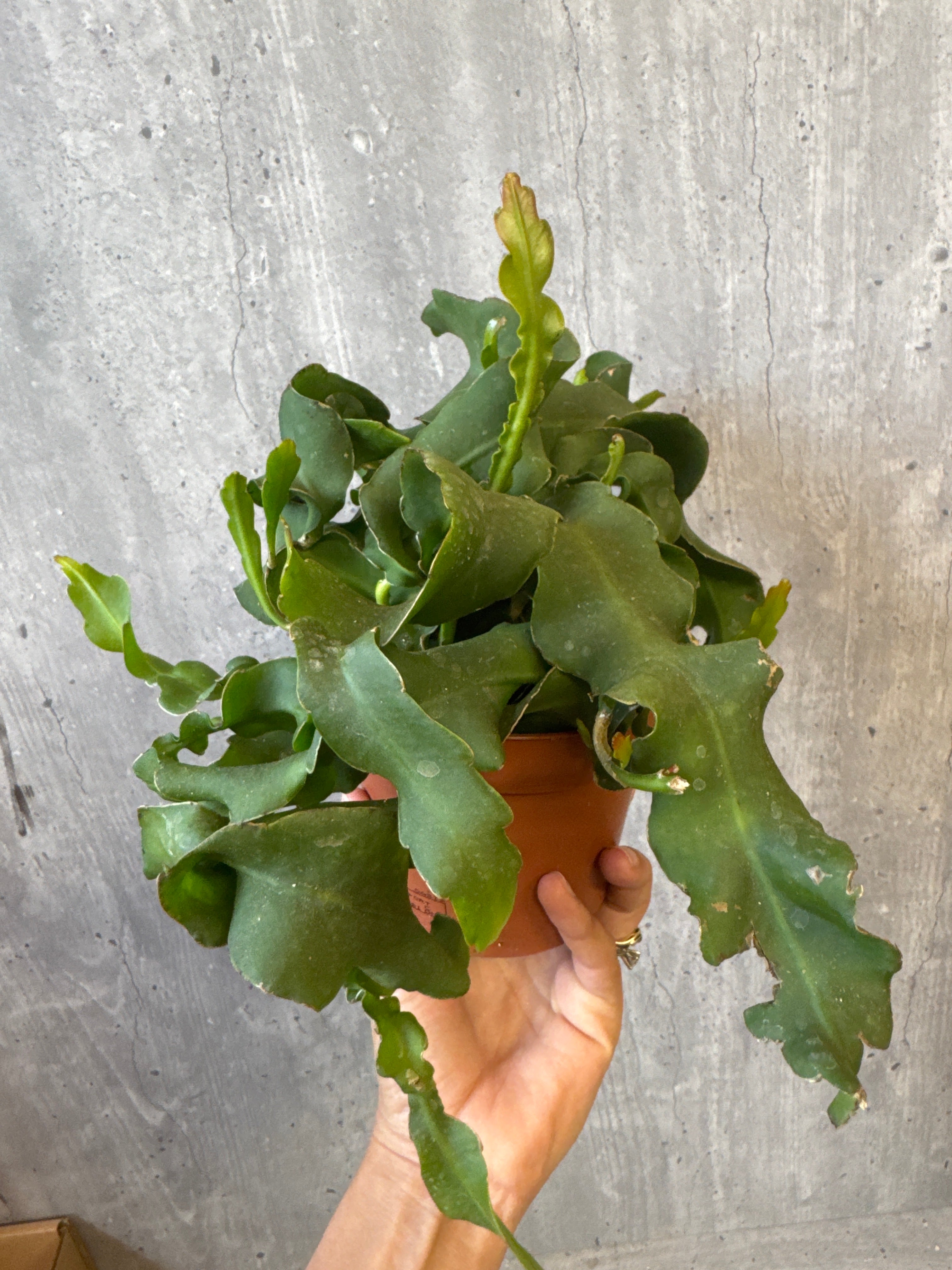 אפיפילום גוואטמלי