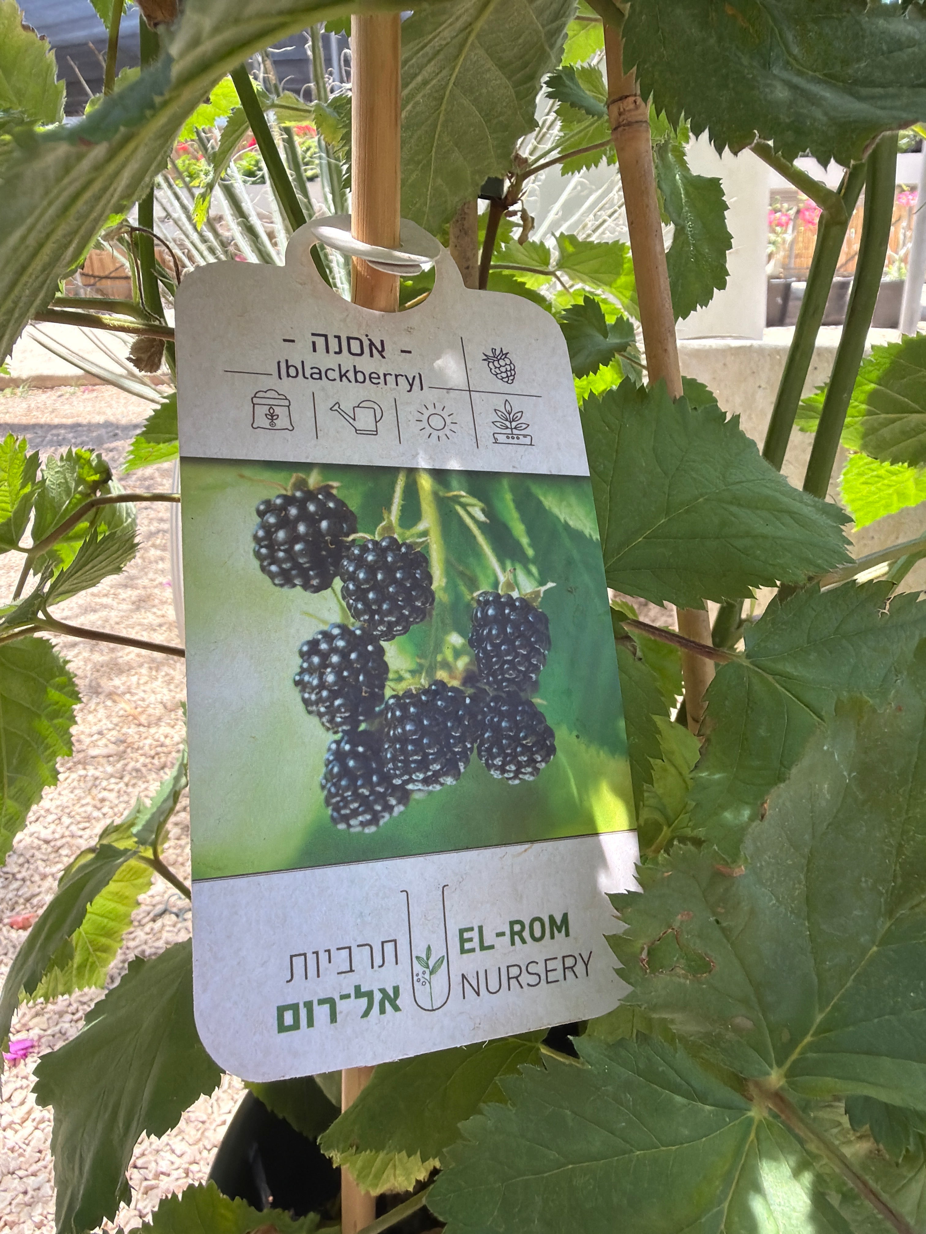 אסנה