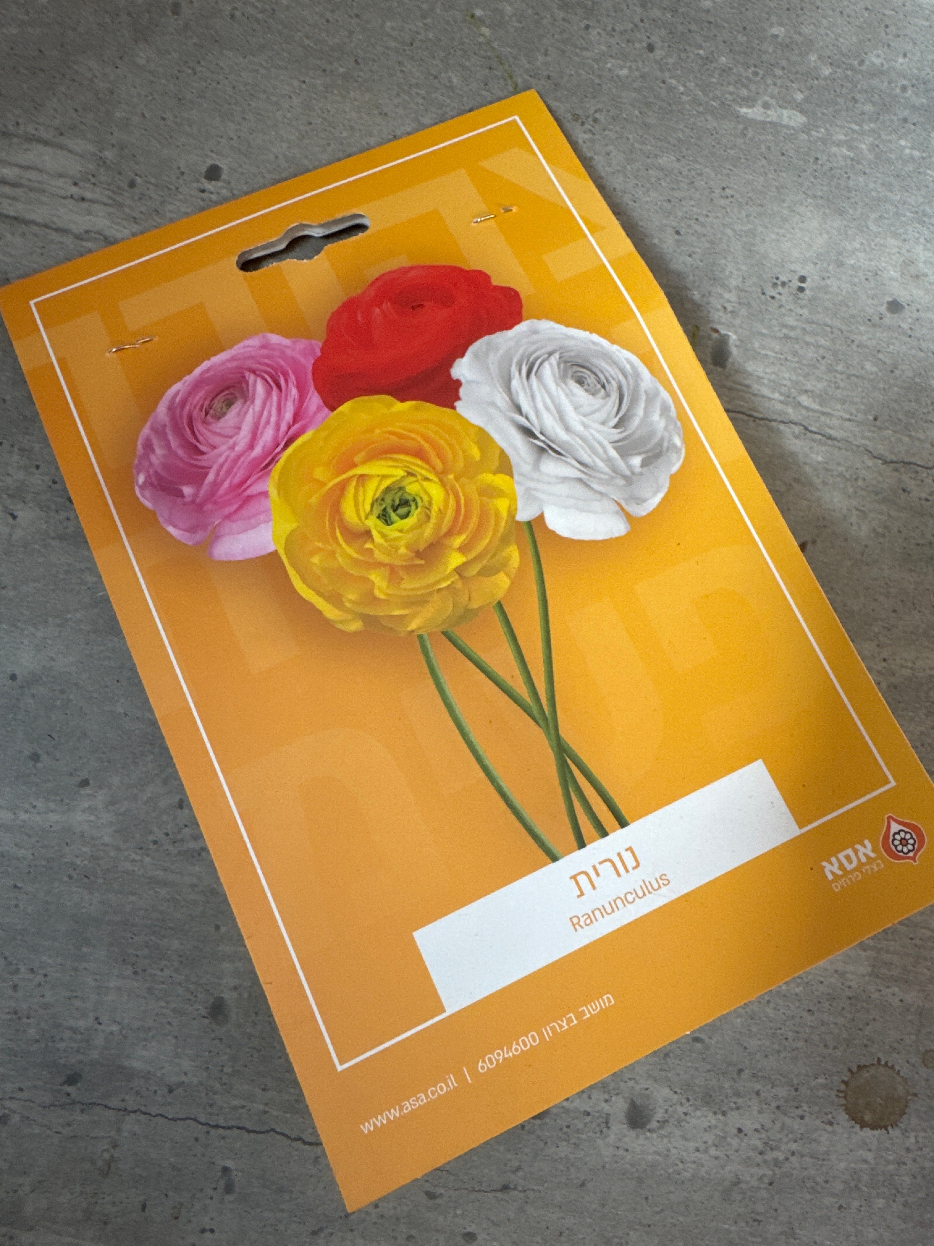 פקעות נורית