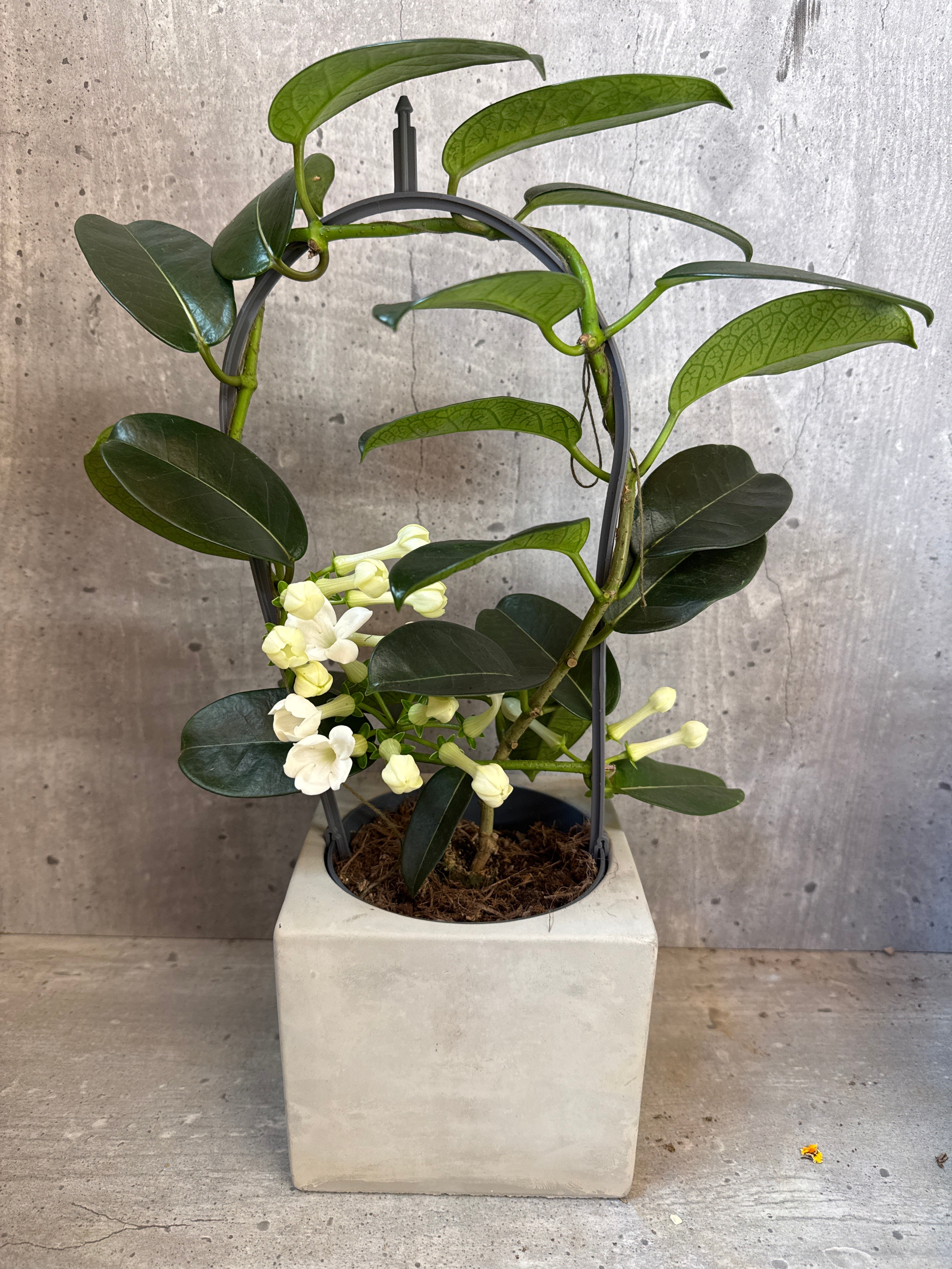 בטון ופריחת הסטפנוטיס