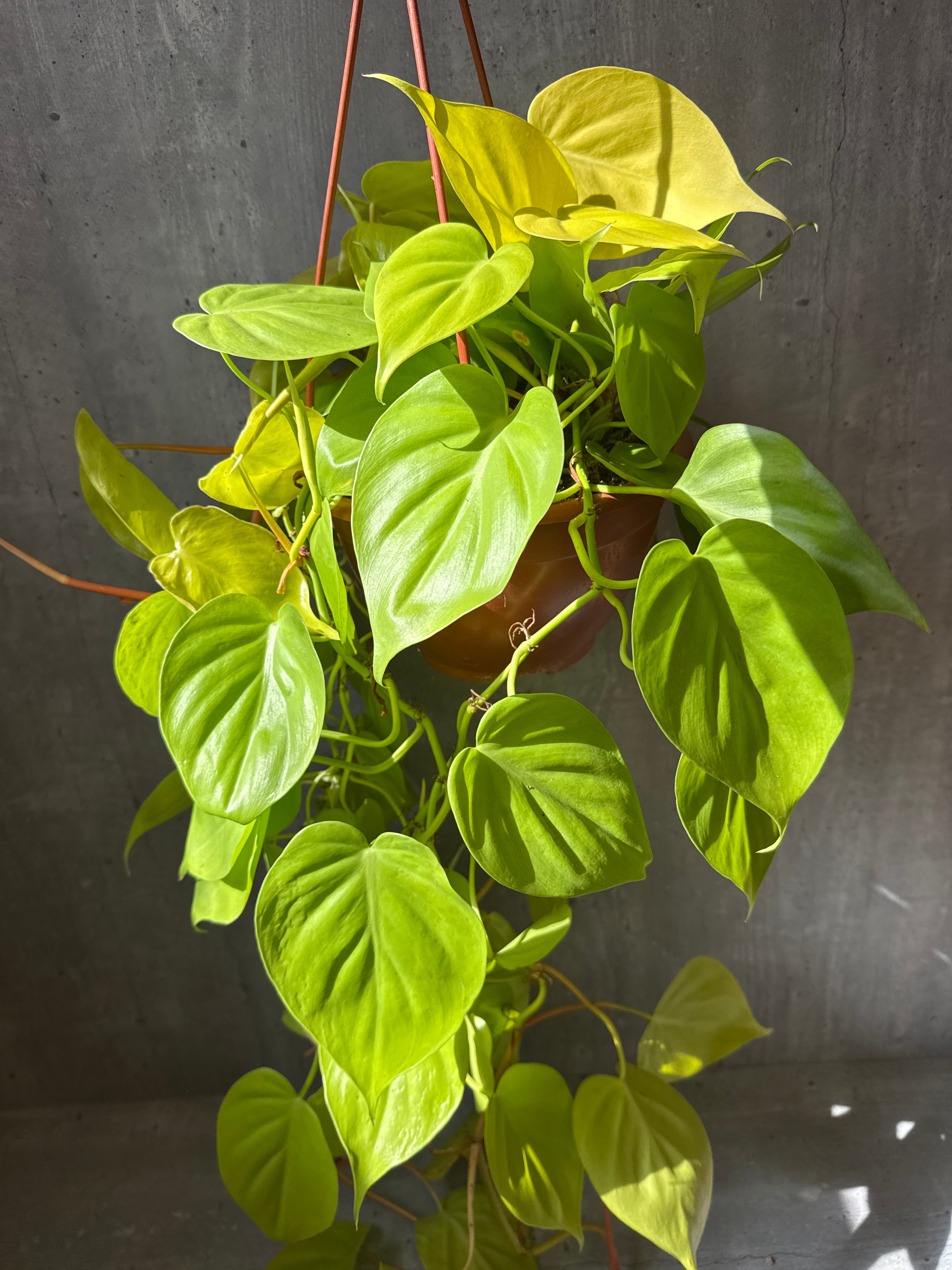 סקנדנס למון ליים