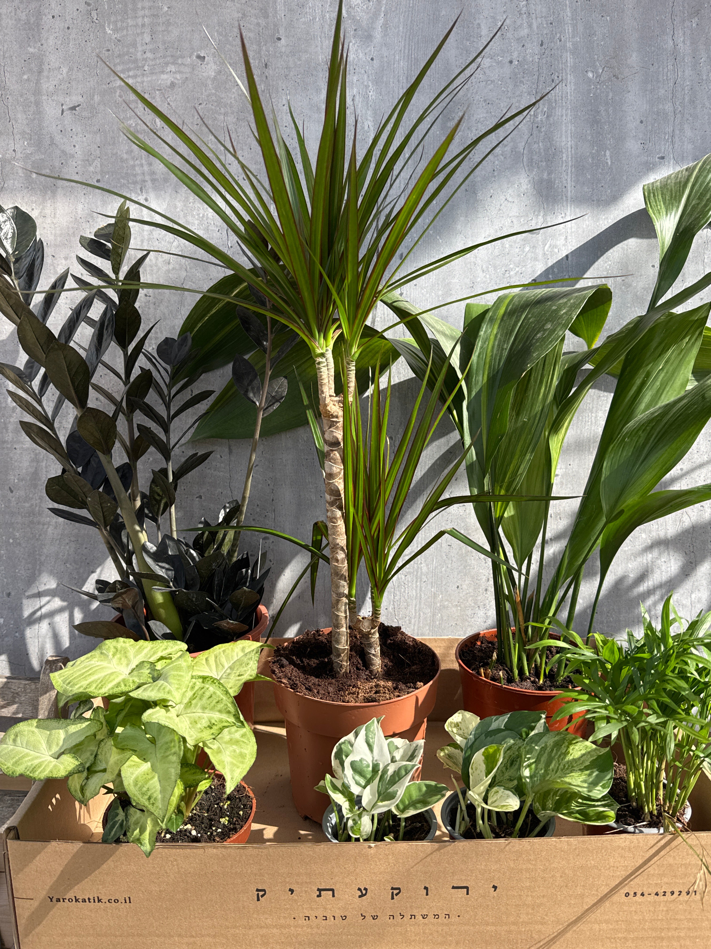 מארז צמחים לבית חשוך