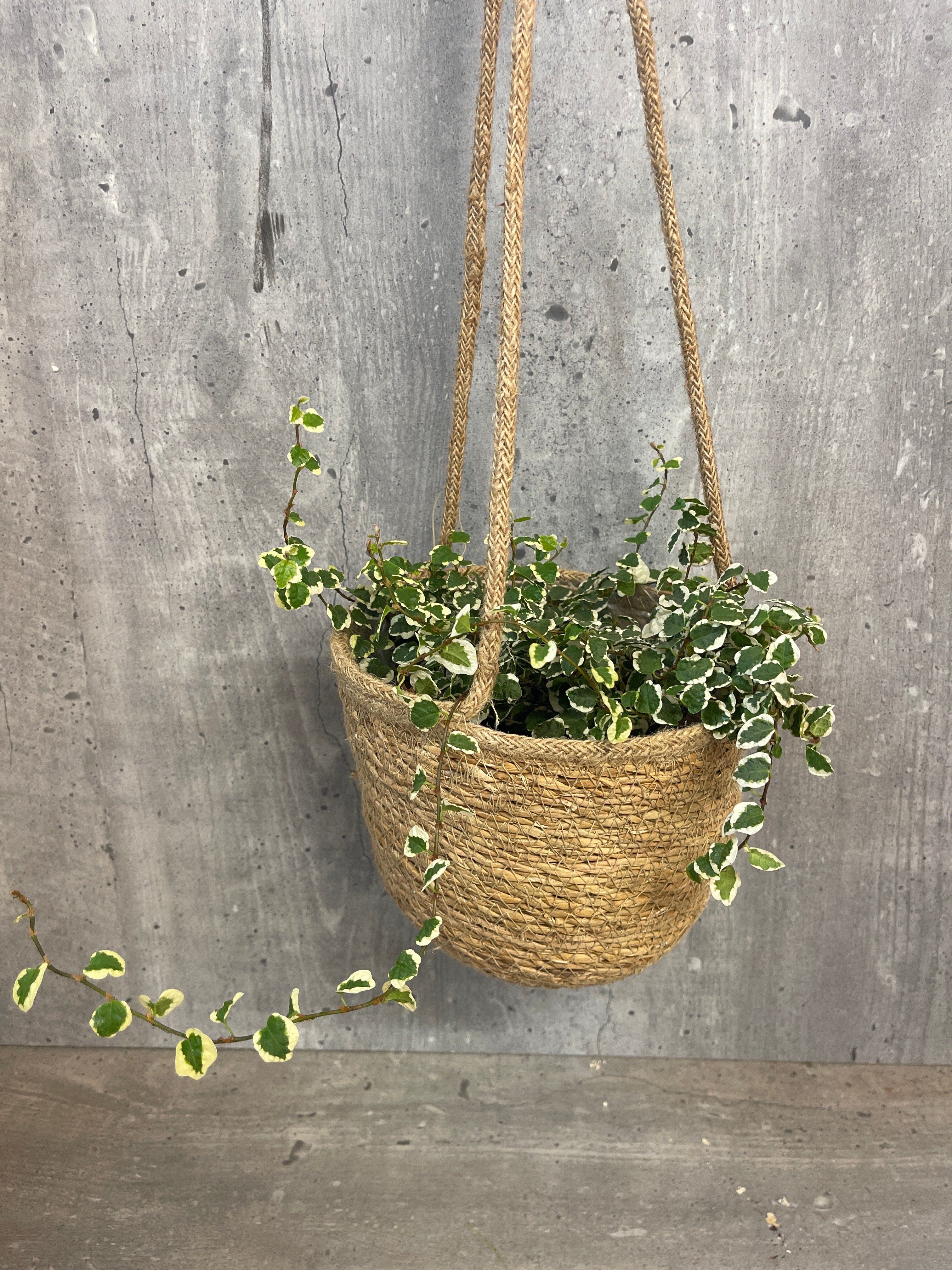 קצת ירוק בסל