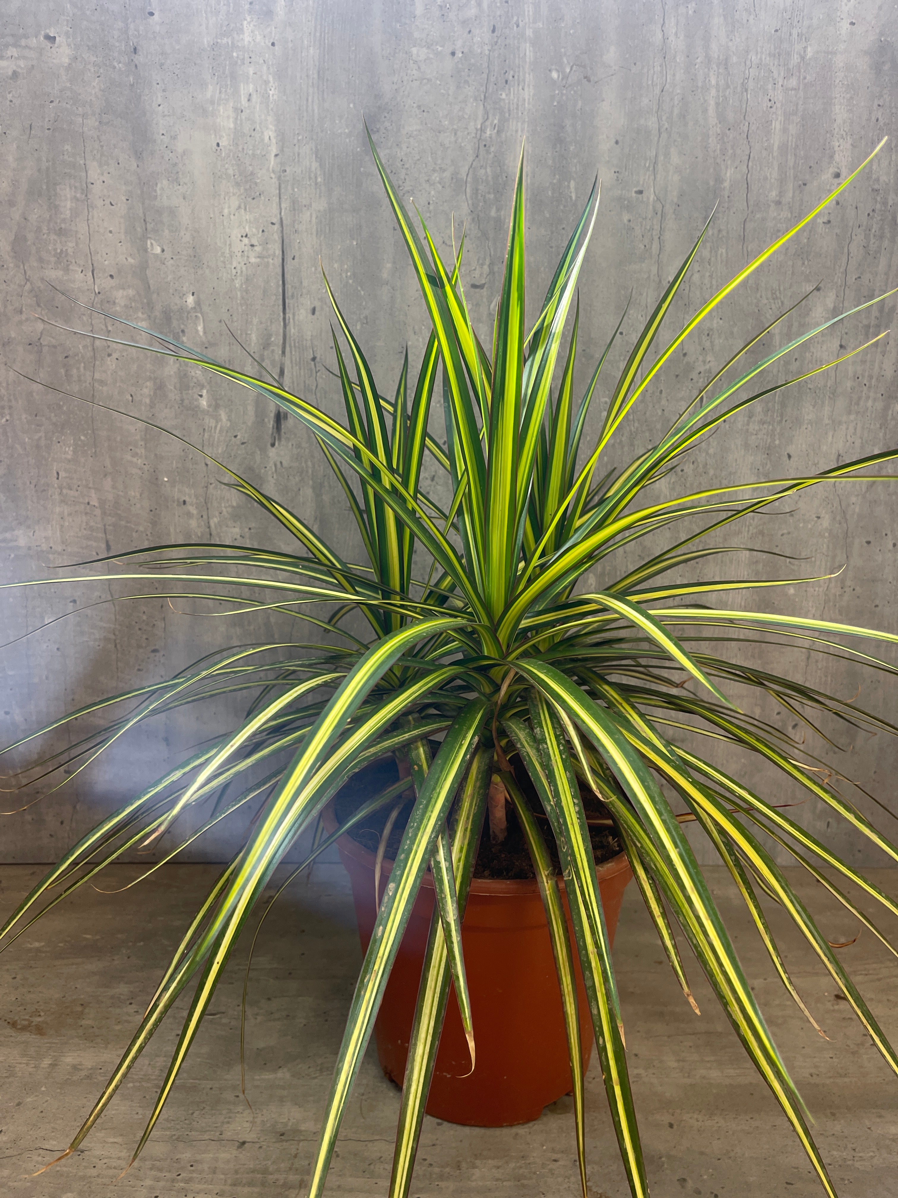 דרצנה סאן ריי