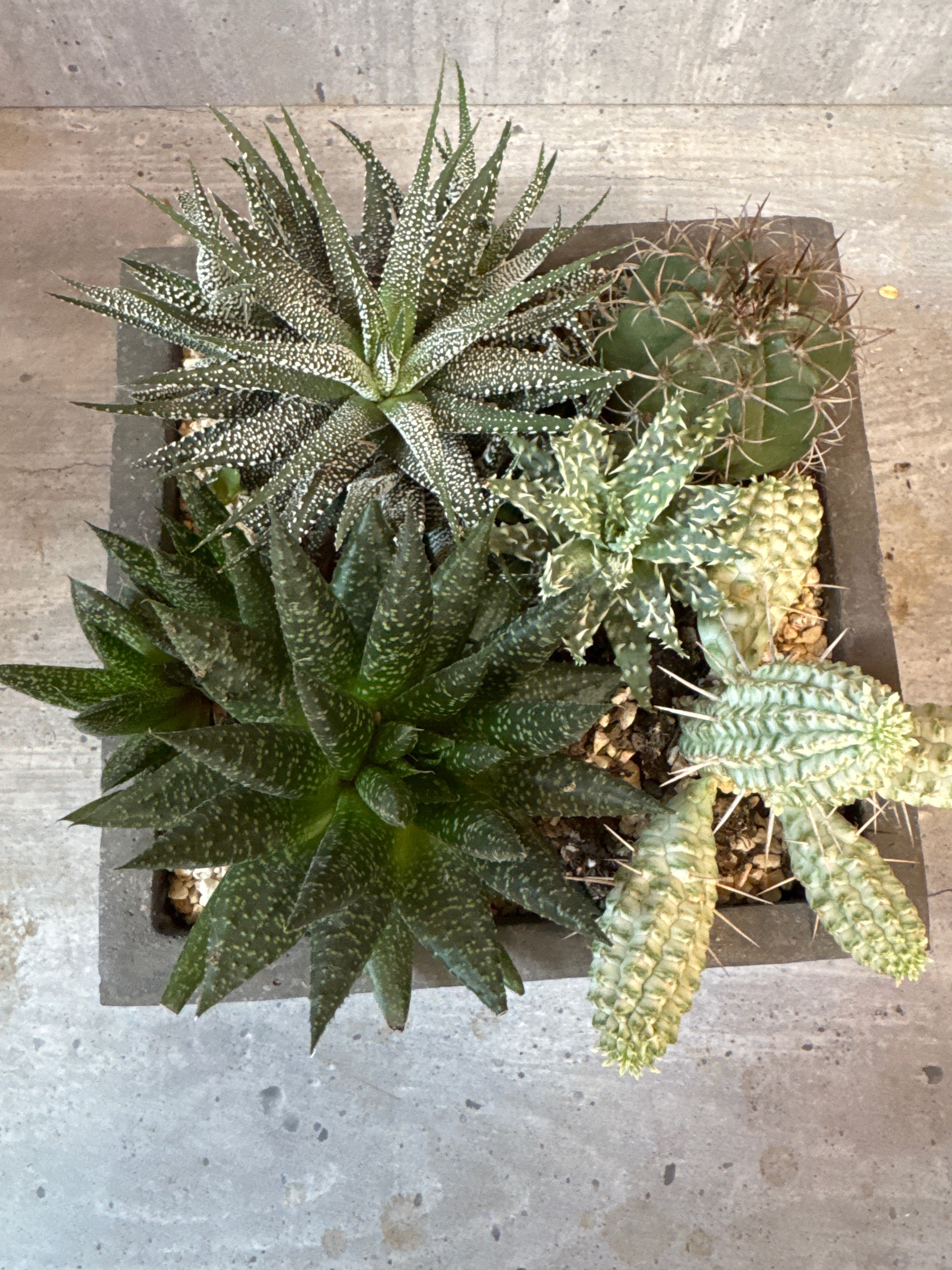 Concrete Succulents