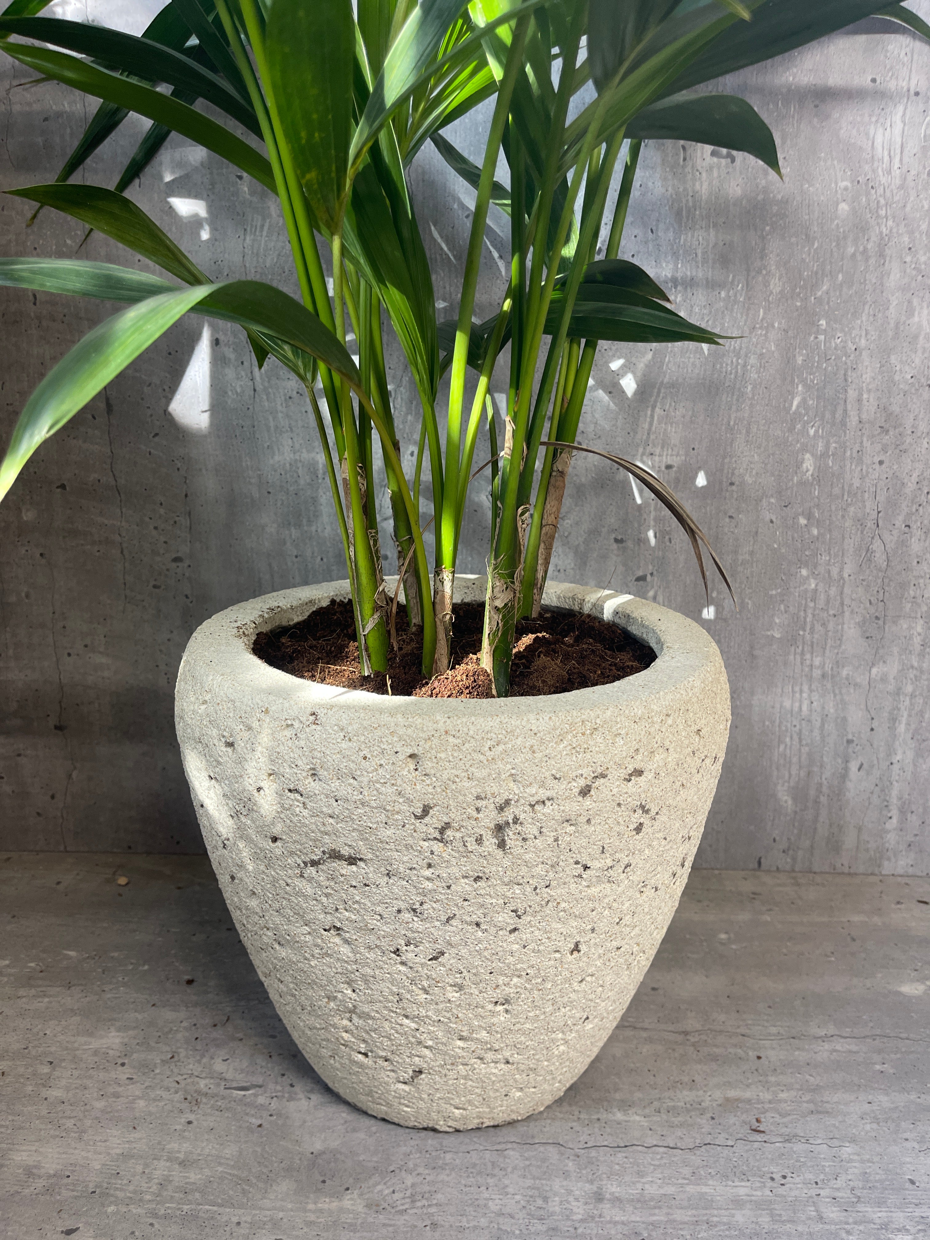 דקל קנציה בכלי בטון