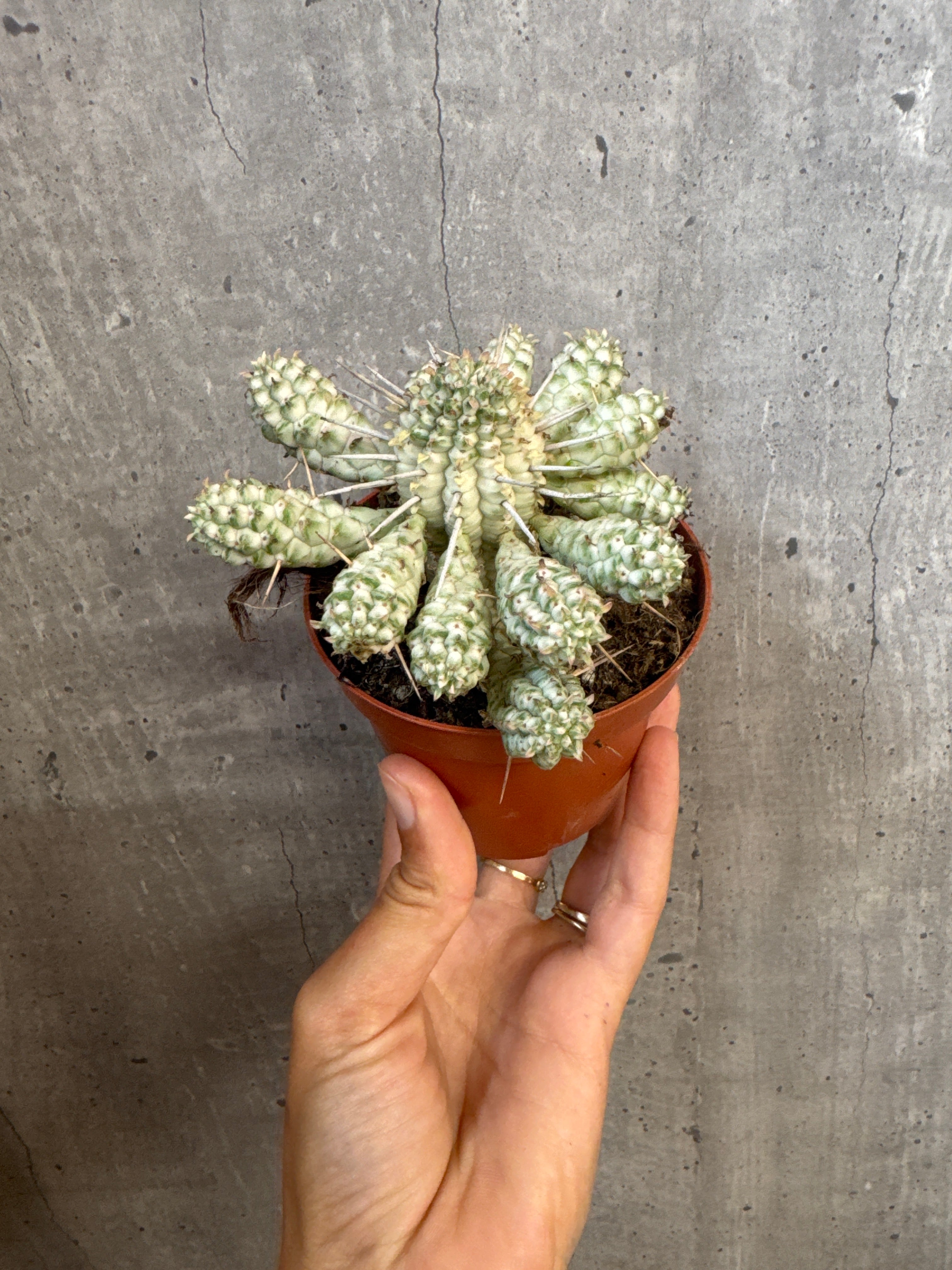 חלבלוב ממילריס מגוון