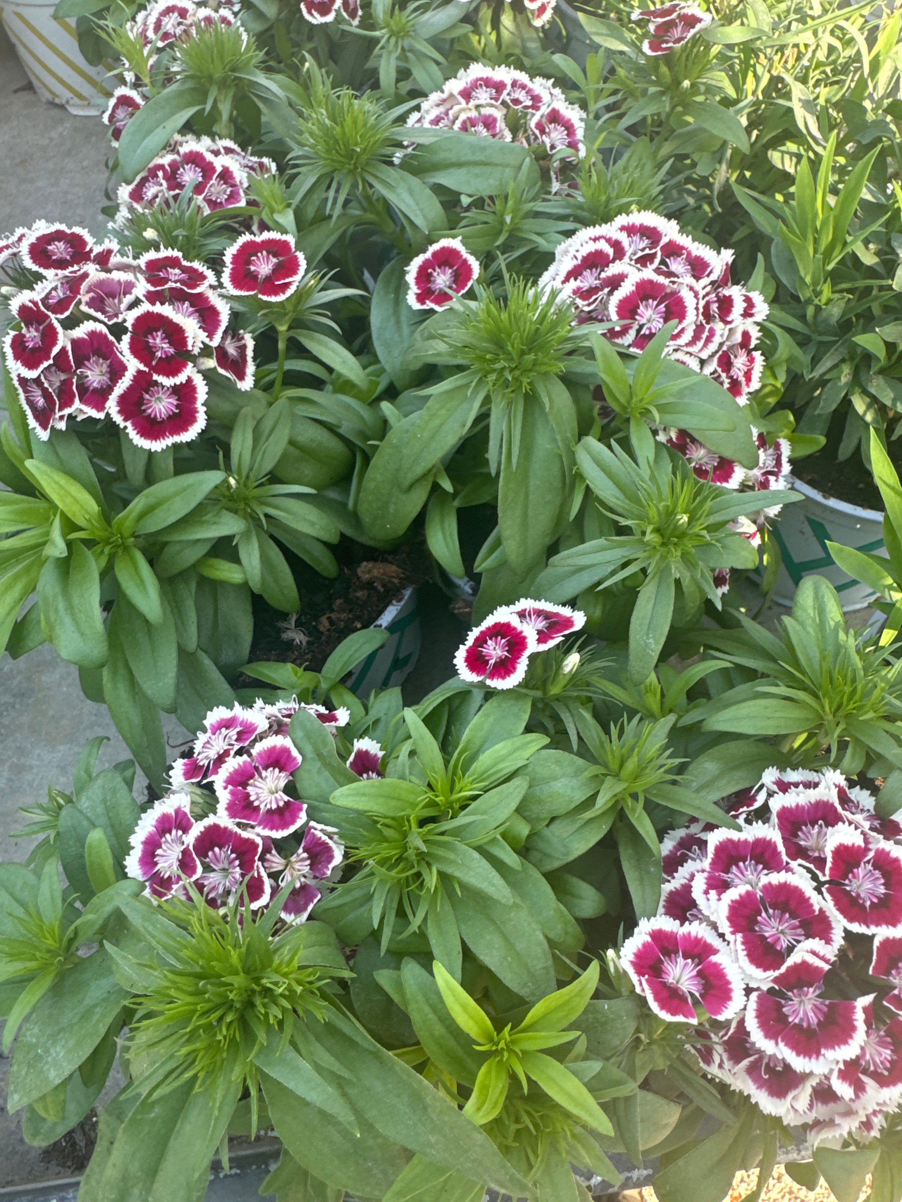 ציפורן סיני