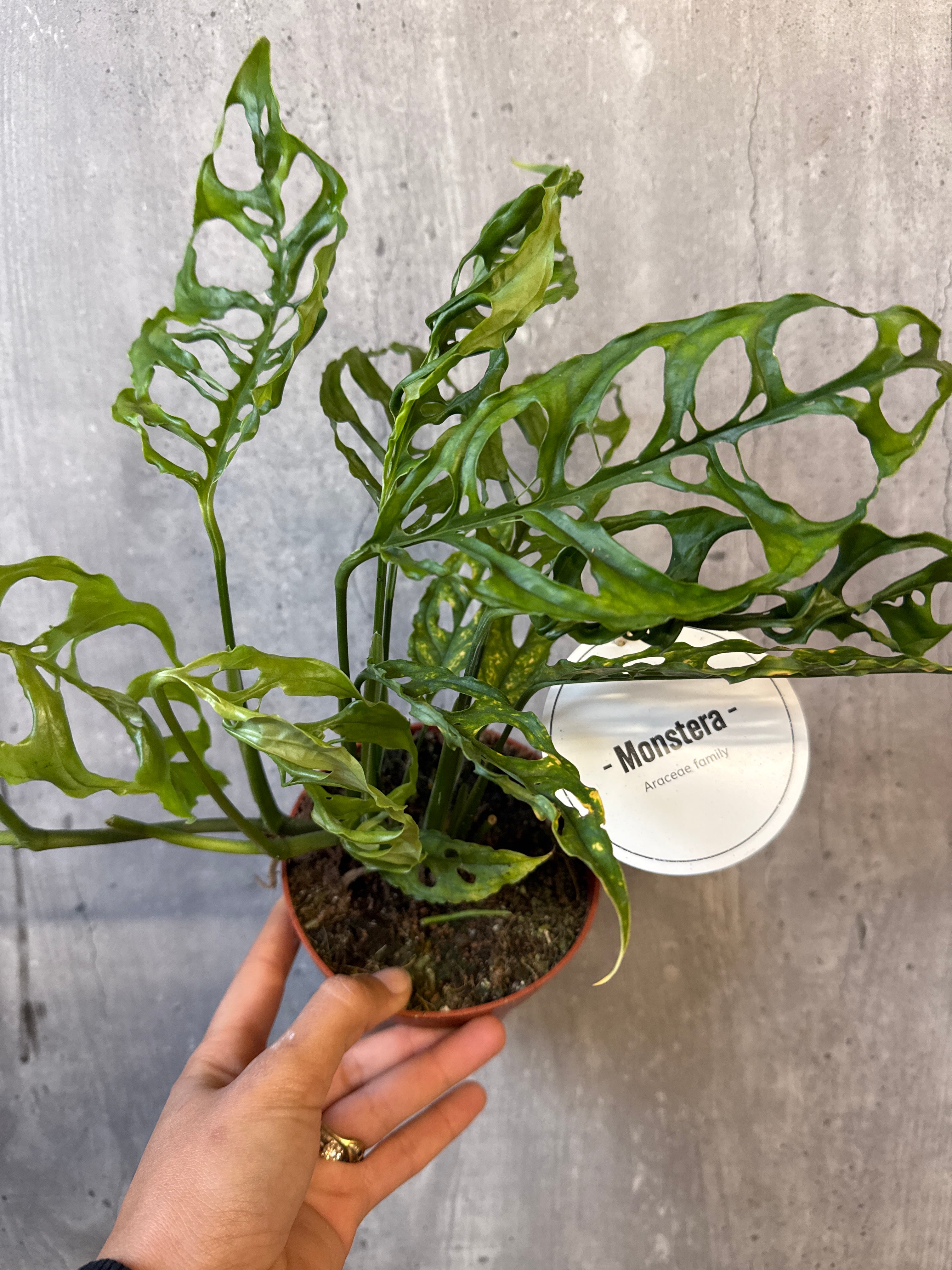 מונסטרה אובליקה פרו