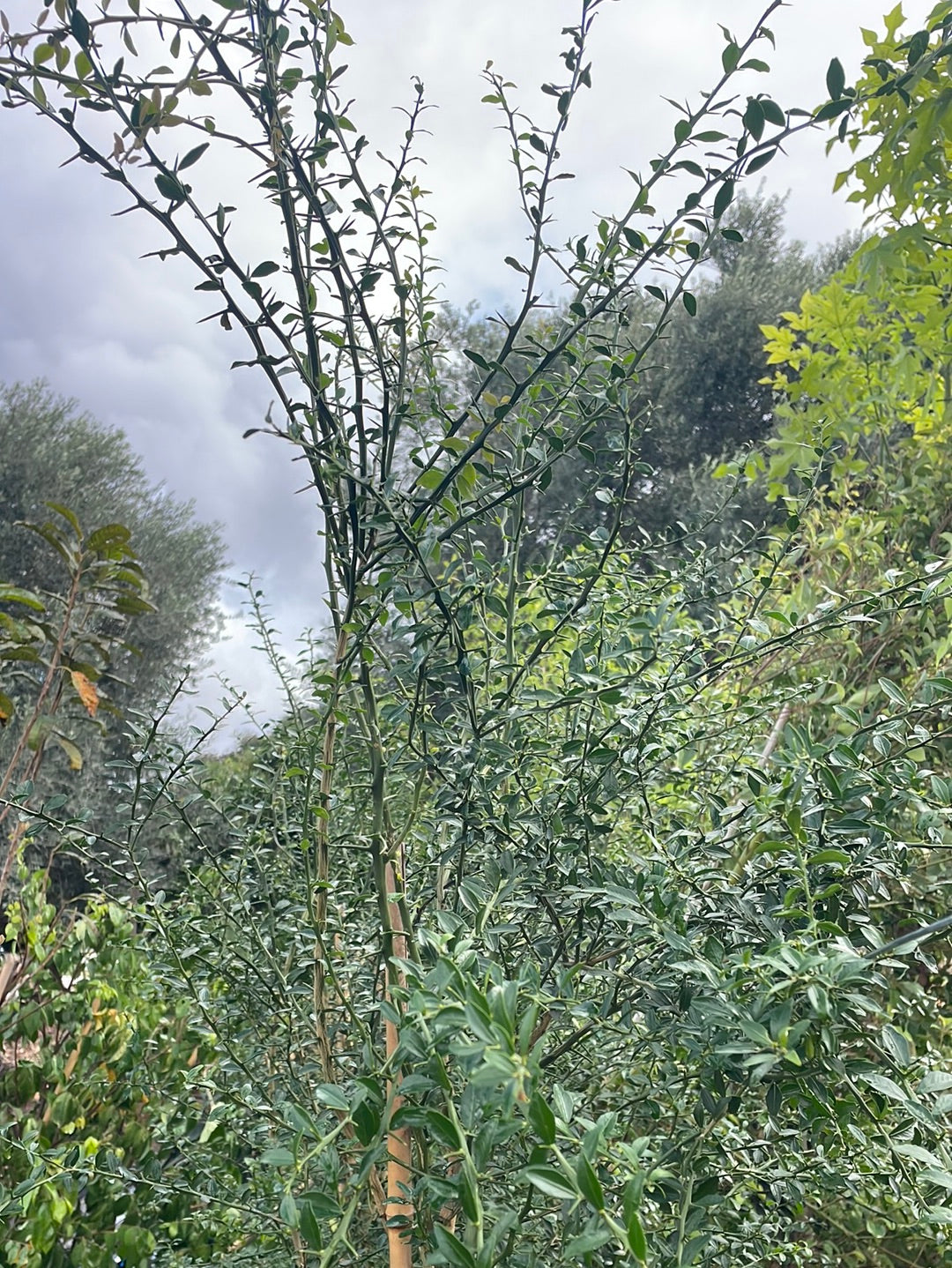 פינגר ליים