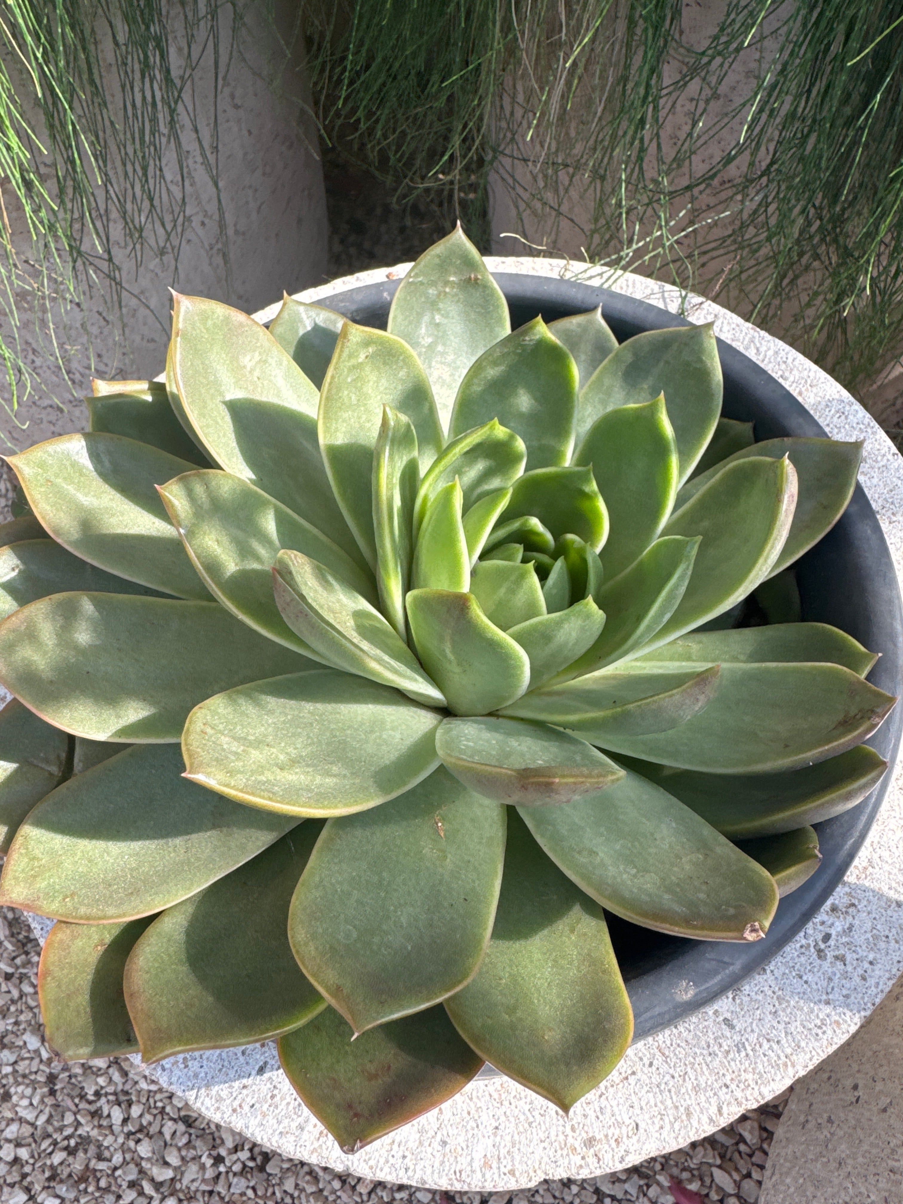 סקולנט בוגר בדלי