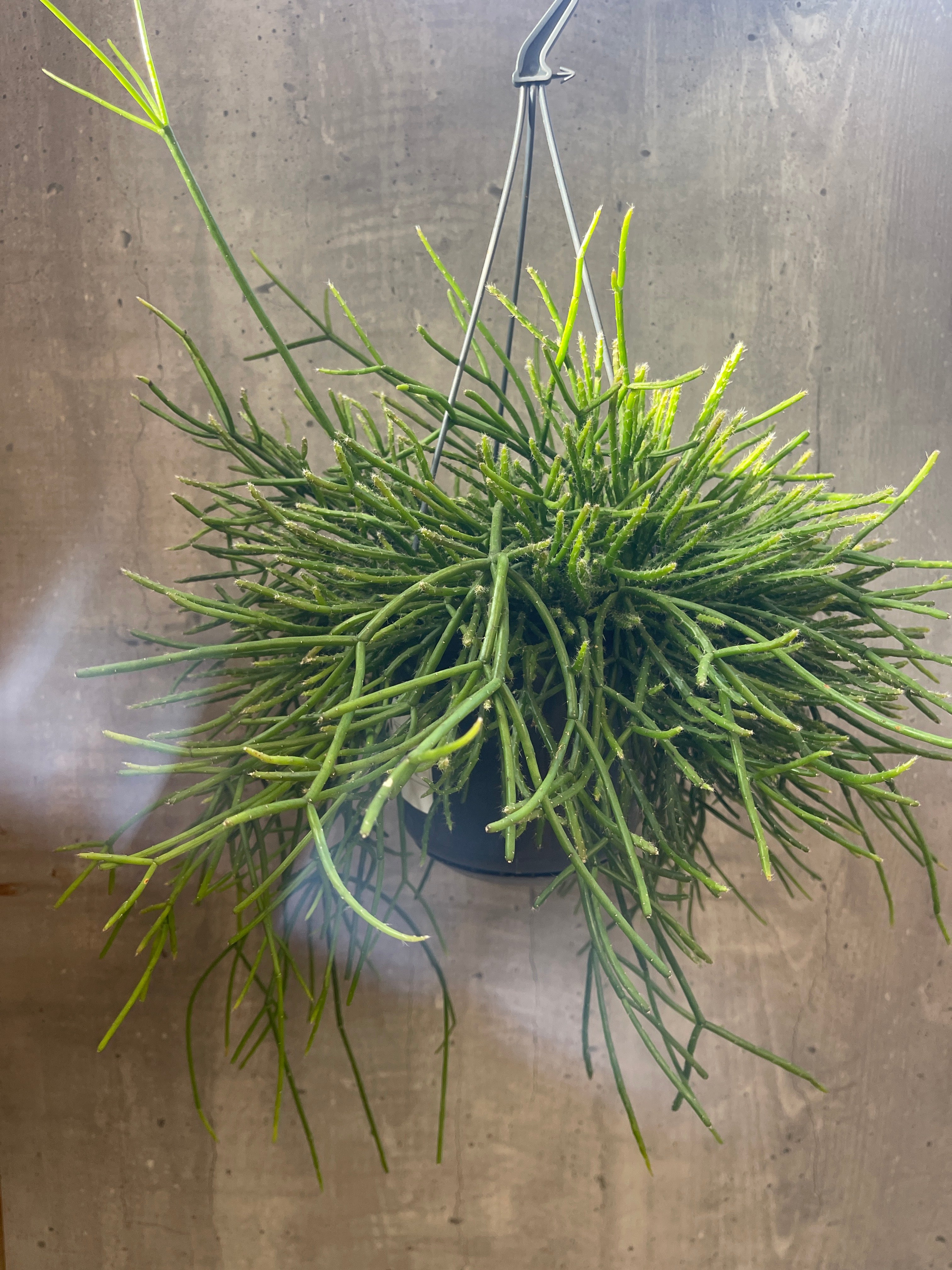 ריפסליס פולצ׳רה