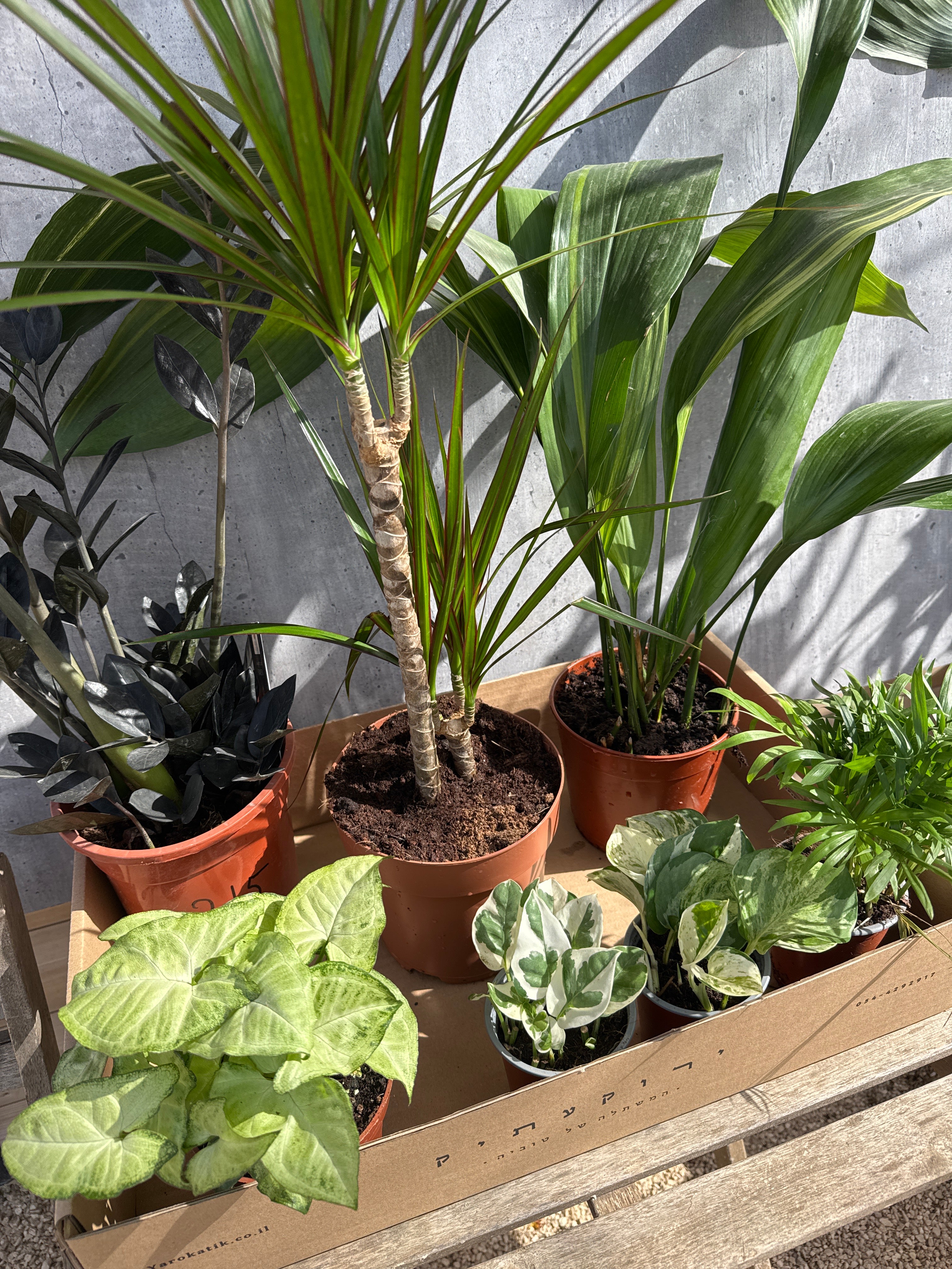 מארז צמחים לבית חשוך