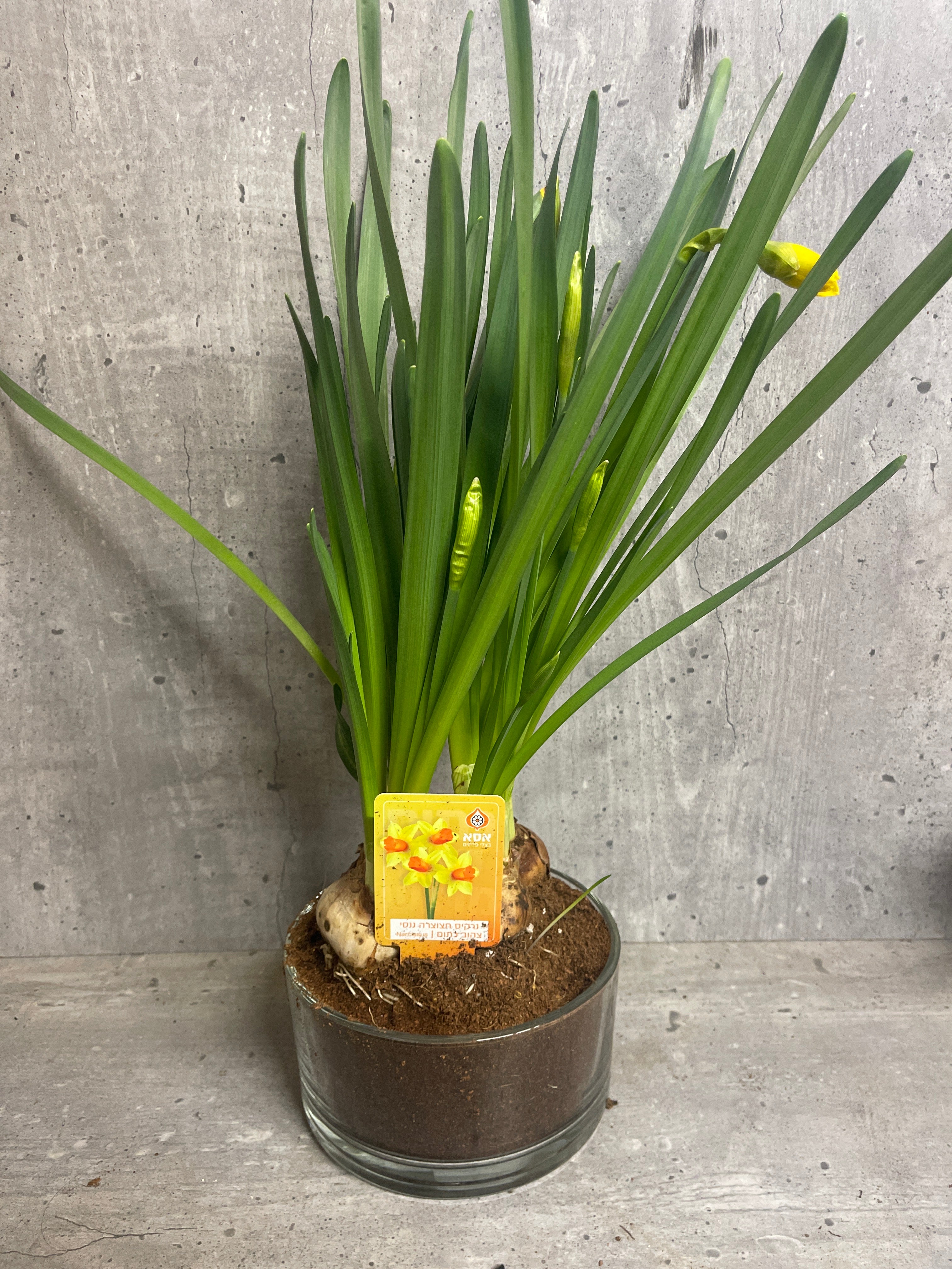 נרקיס בקערת זכוכית