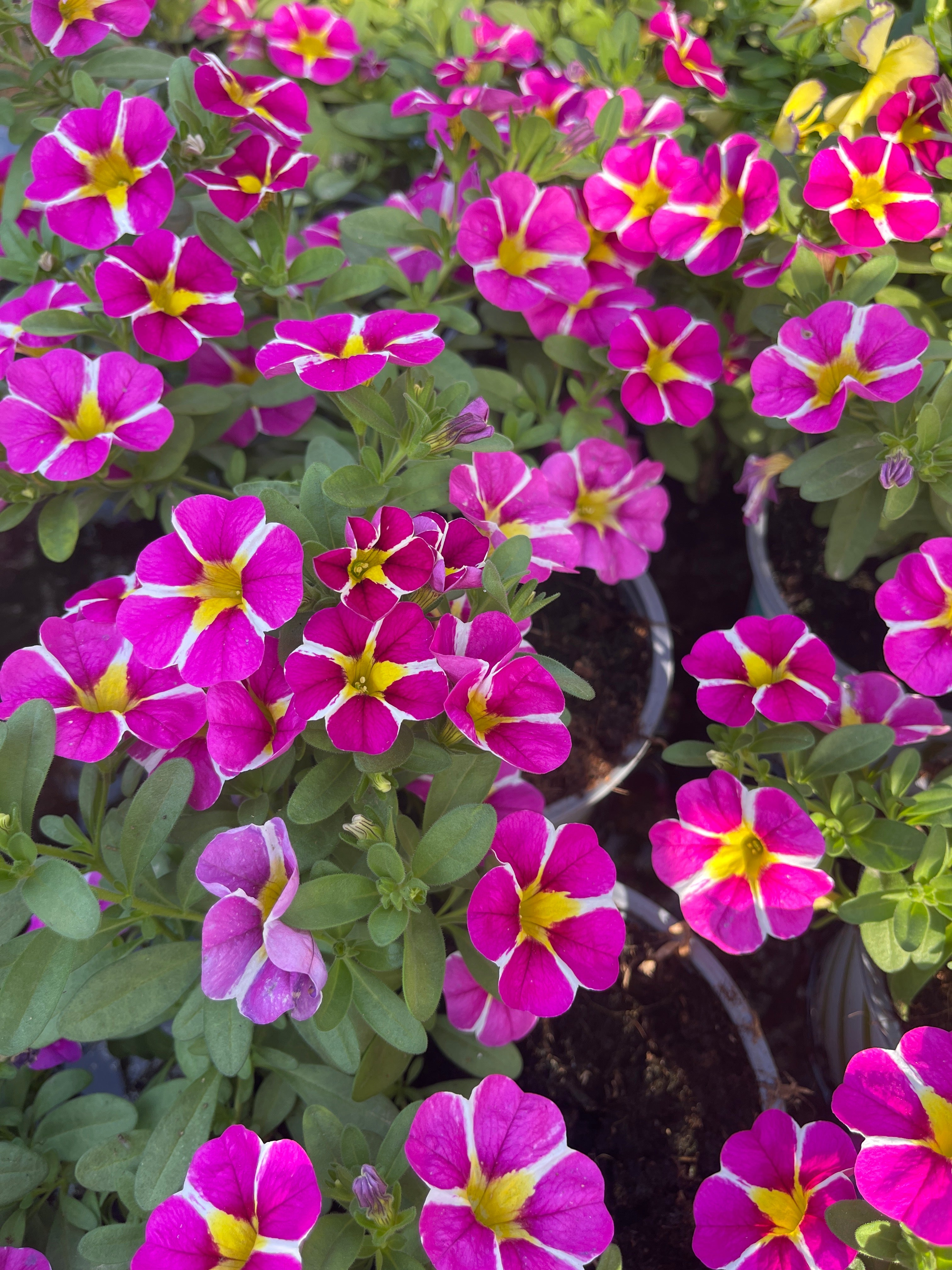 פיטוניה מיני