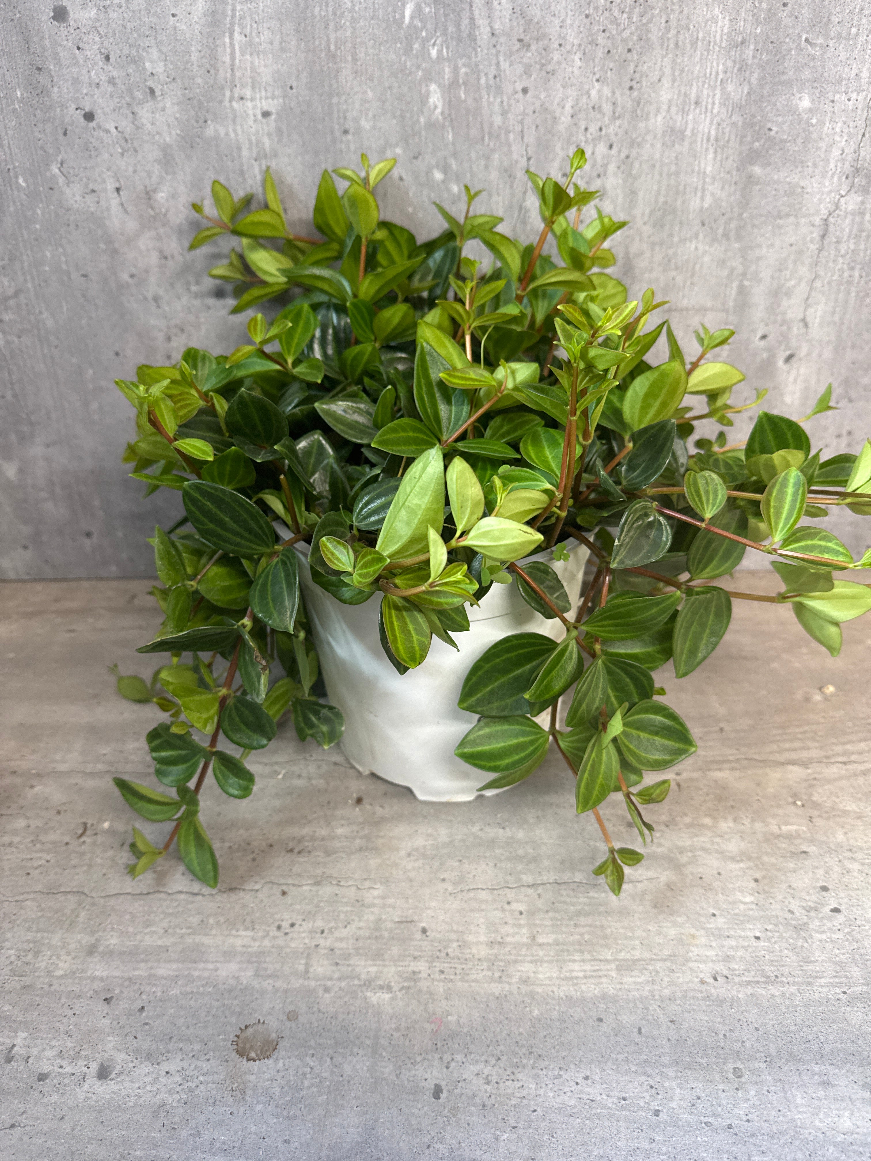 פפרומיה זוחלת