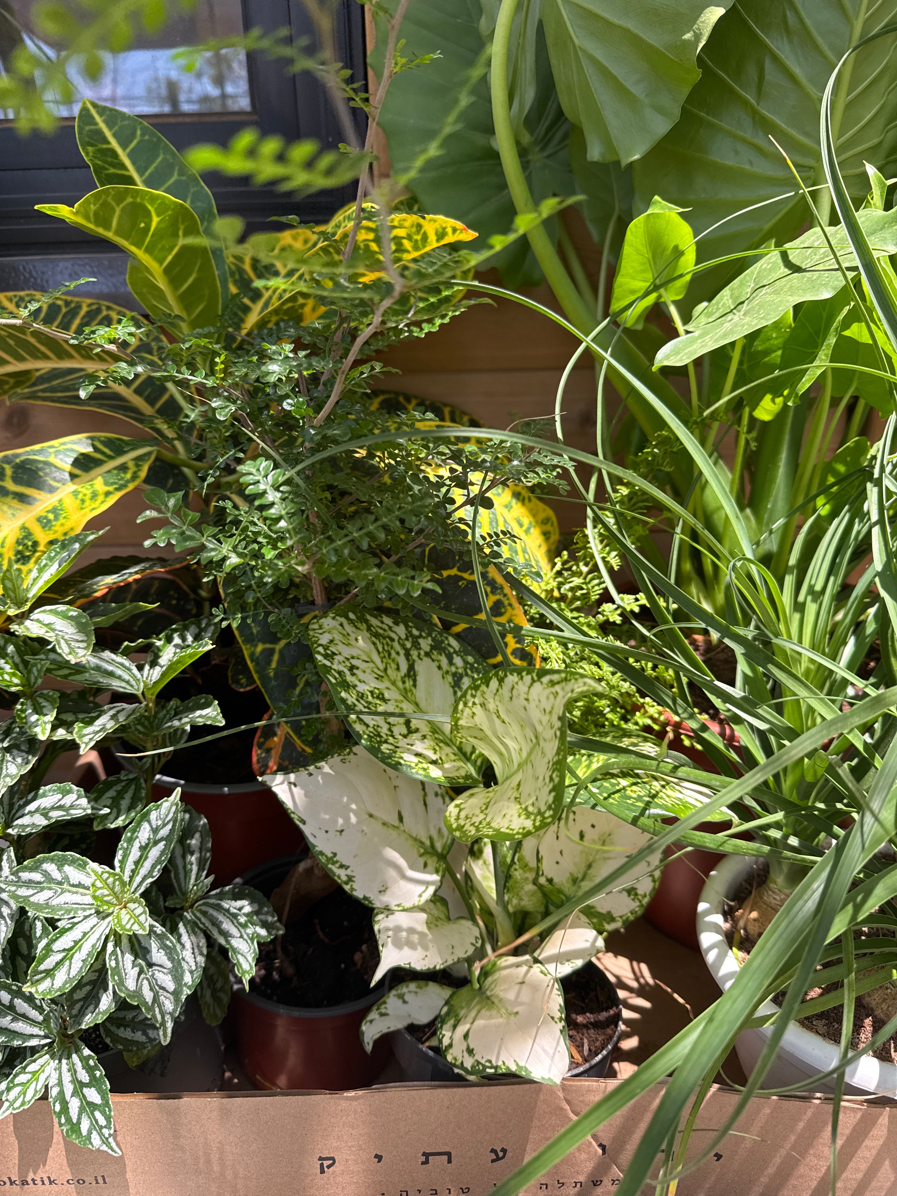 מארז צמחים לבית מואר