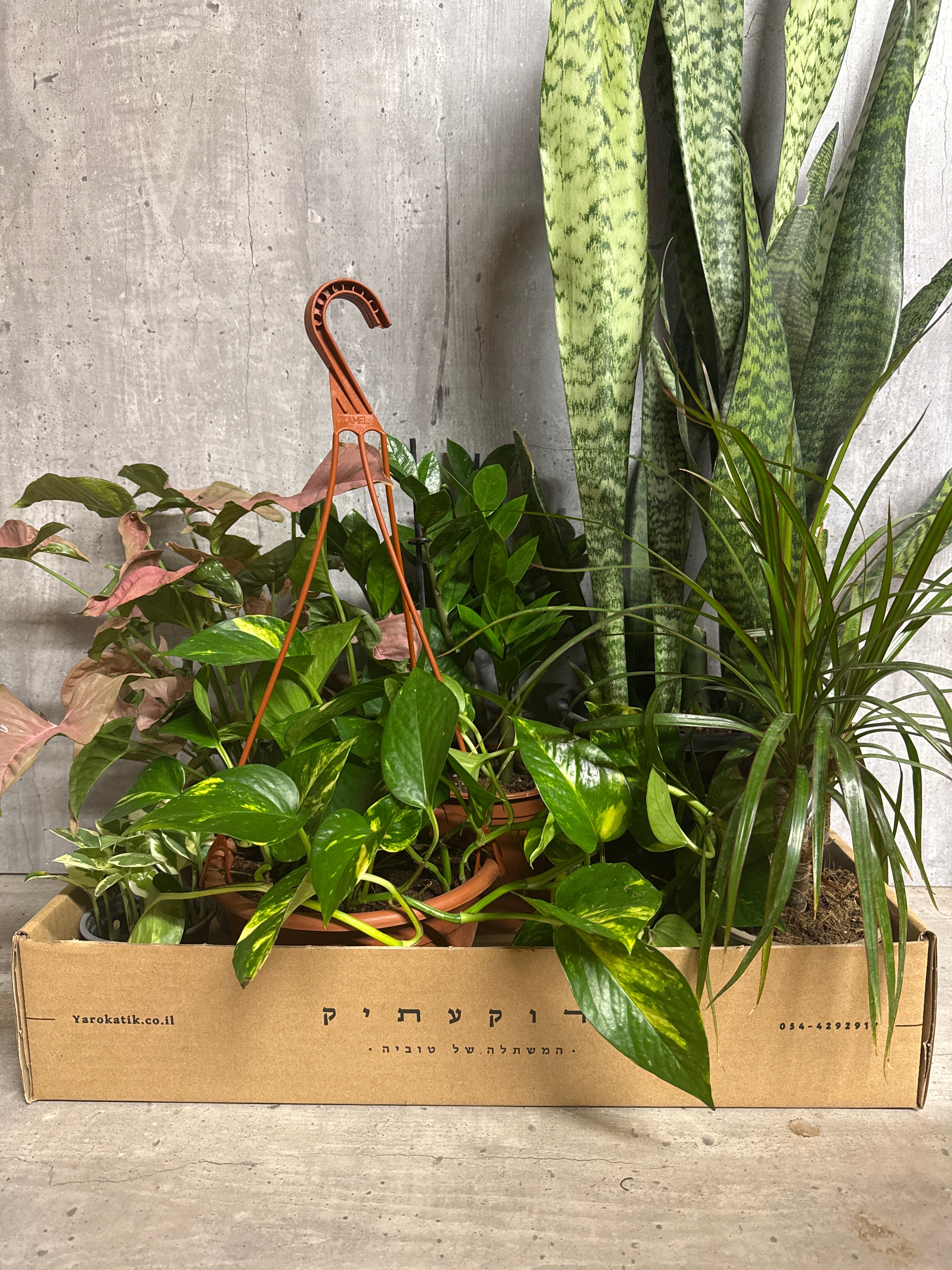 מארז צמחים לבית חשוך