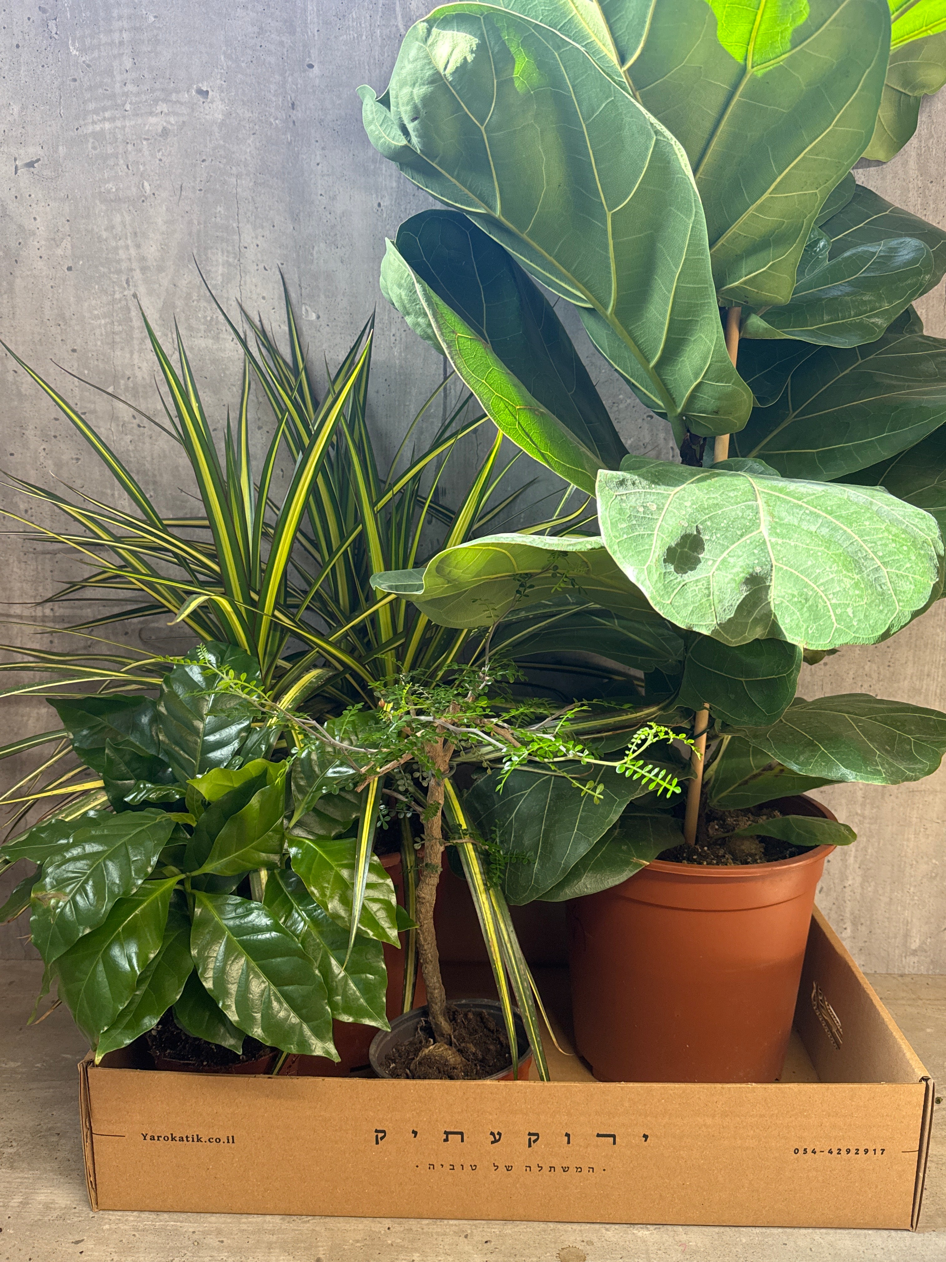 מארז צמחים לבית מואר