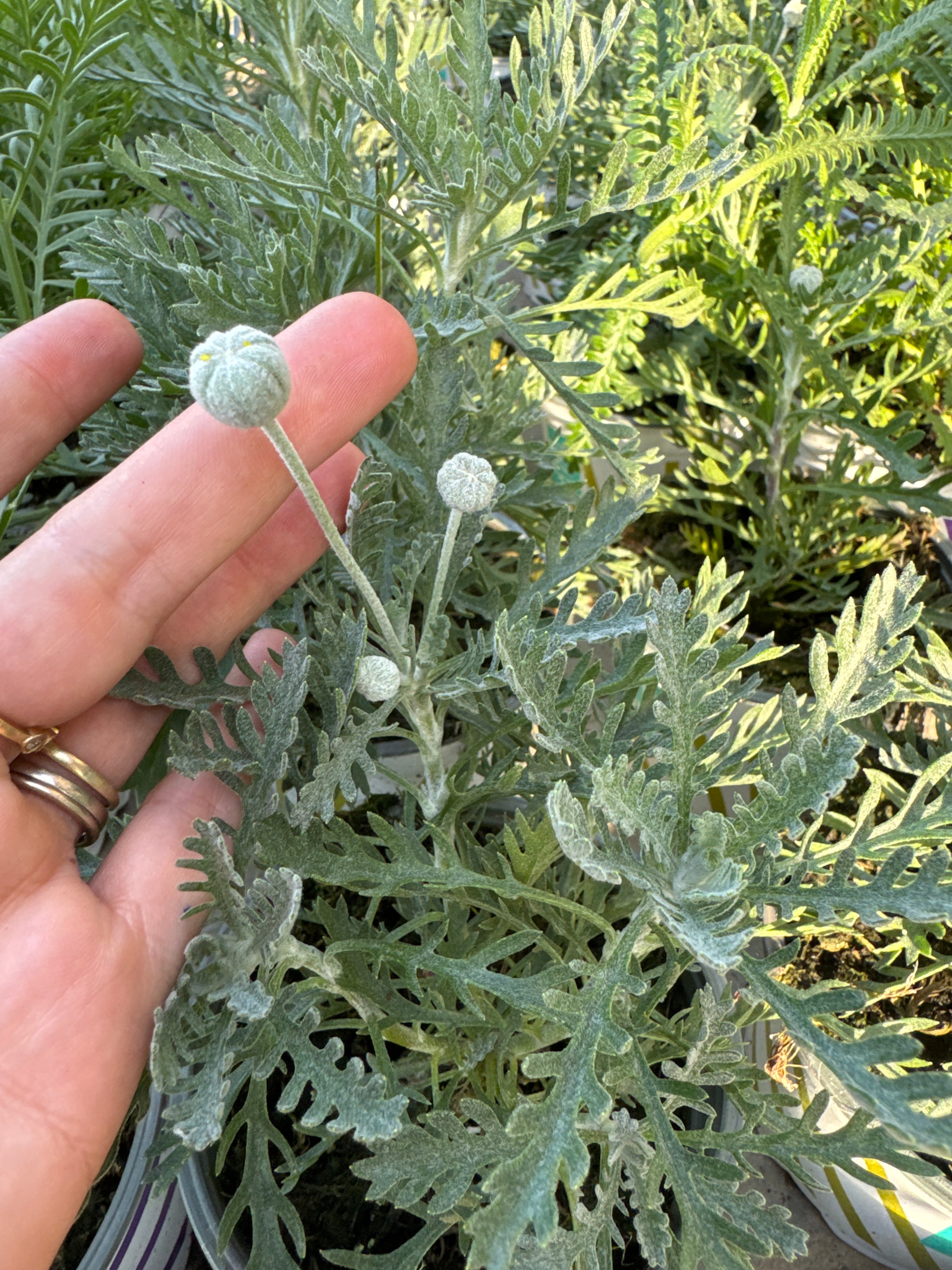 עינן הריופיס