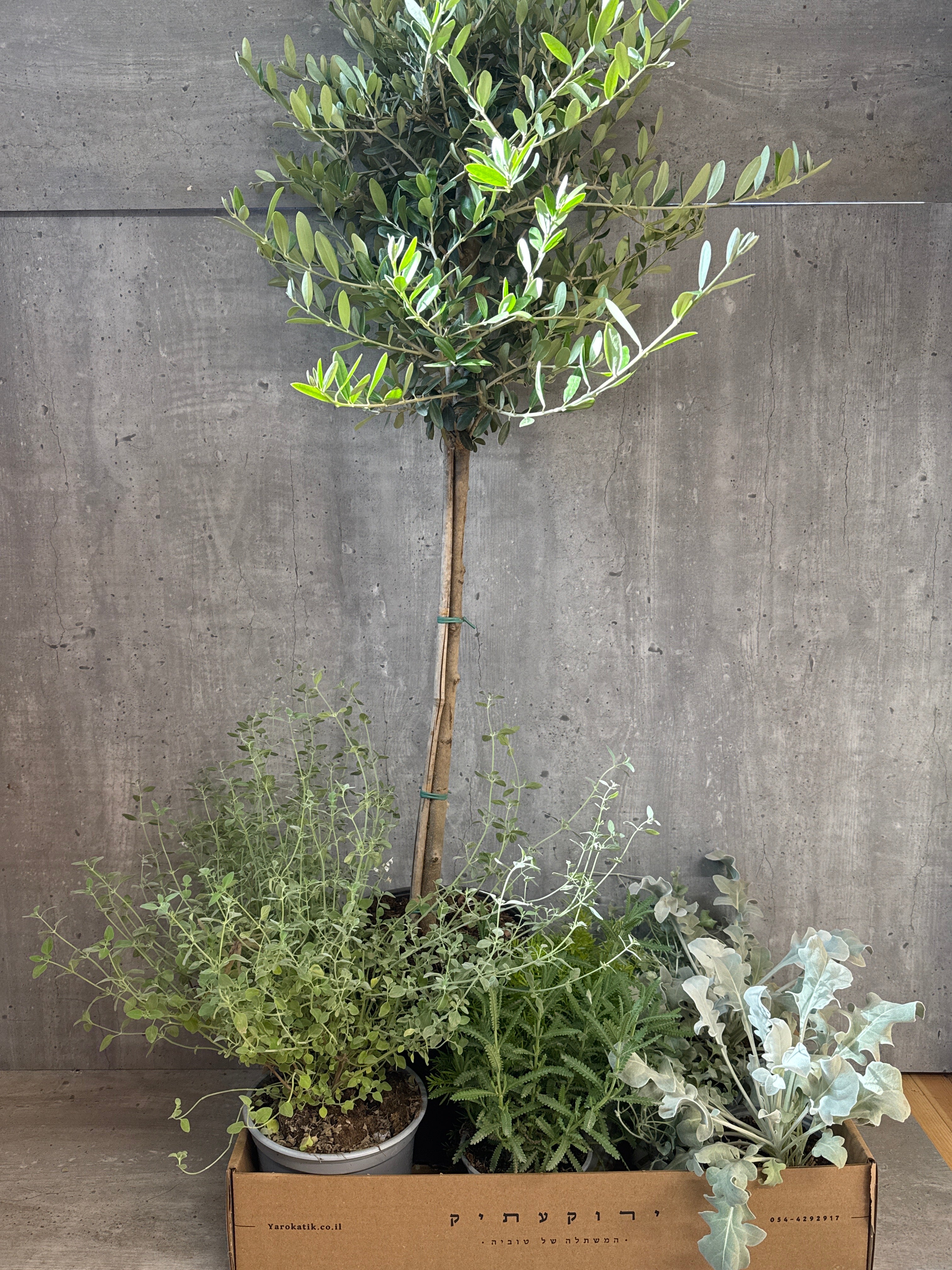 מארז צמחים למרפסת שמשית