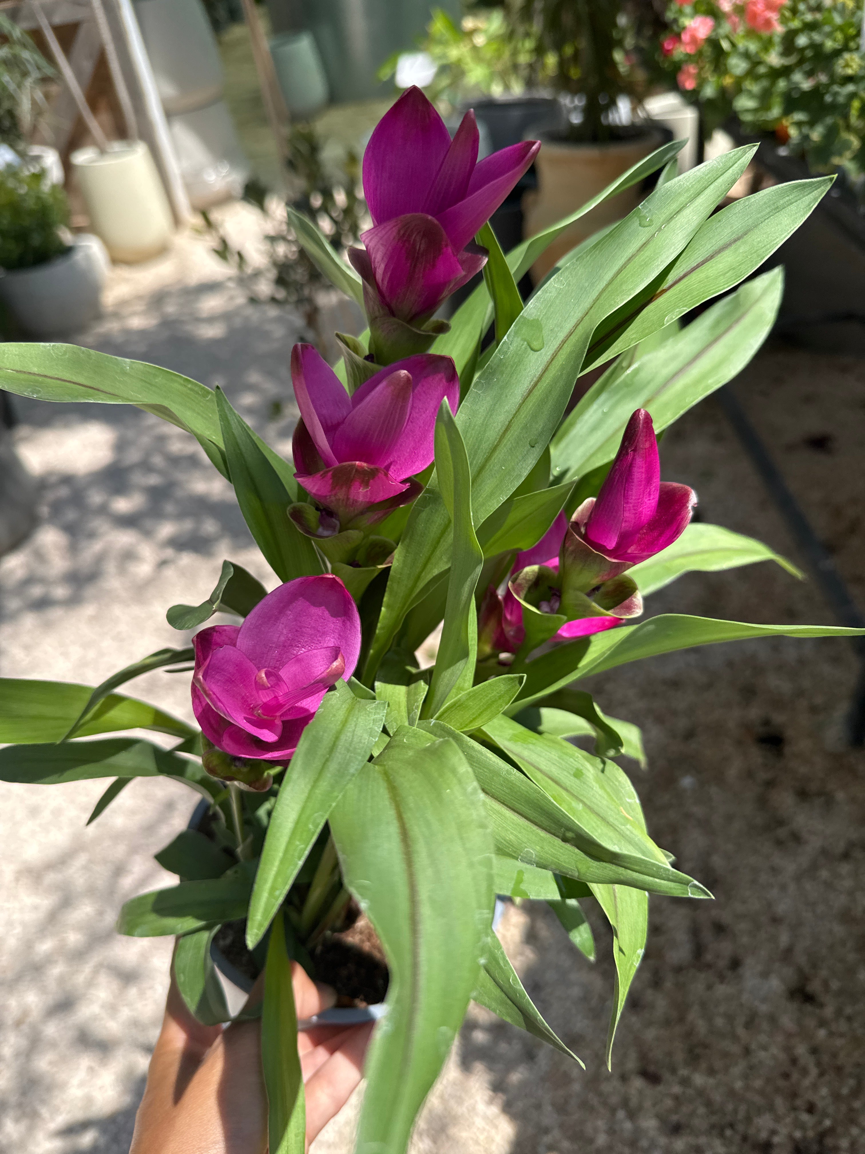 קורקומה